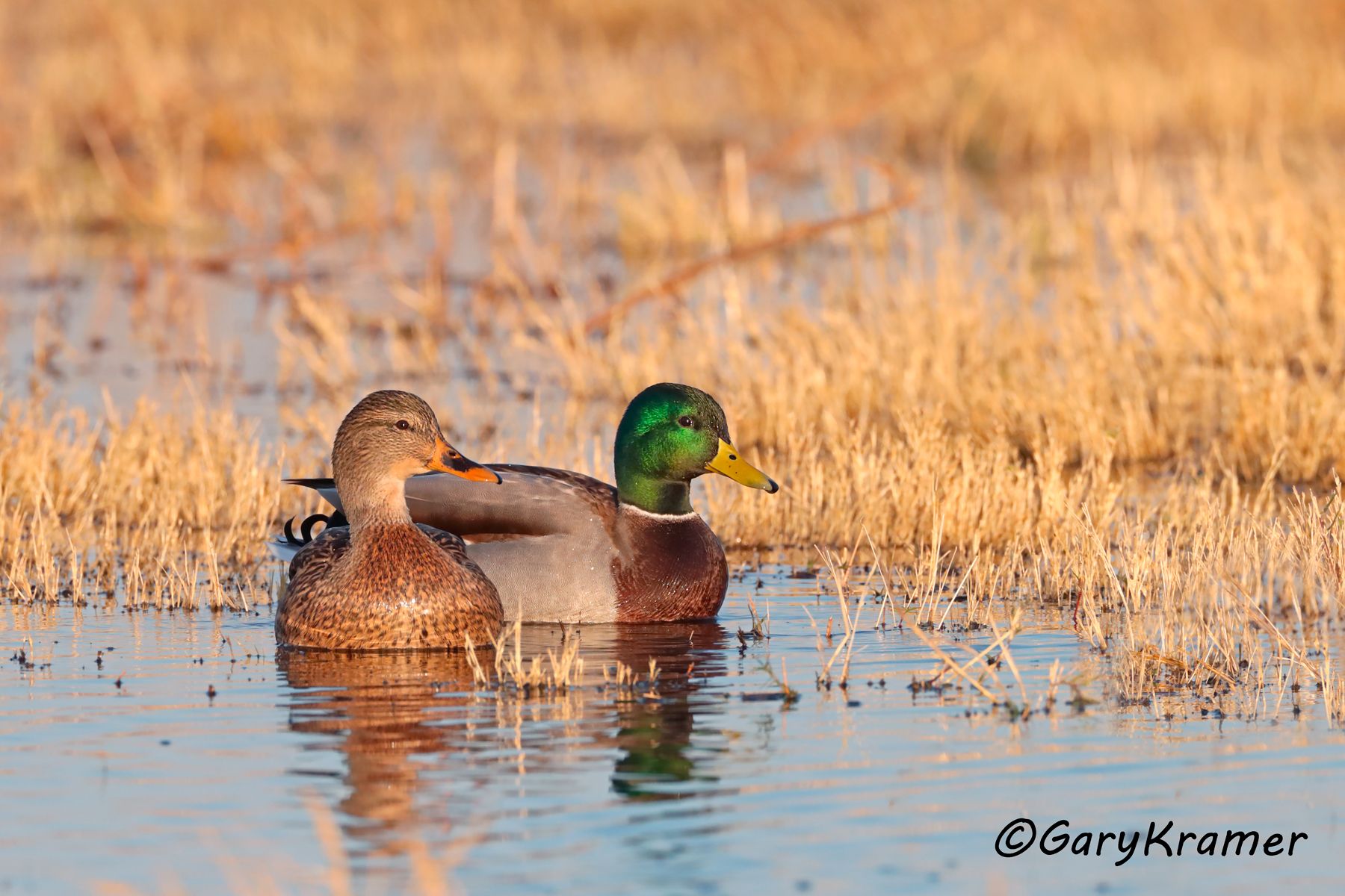 Mallard (Anas platyrhynchos) Mallard (Anas platyrhynchos) - NBWM#4565d