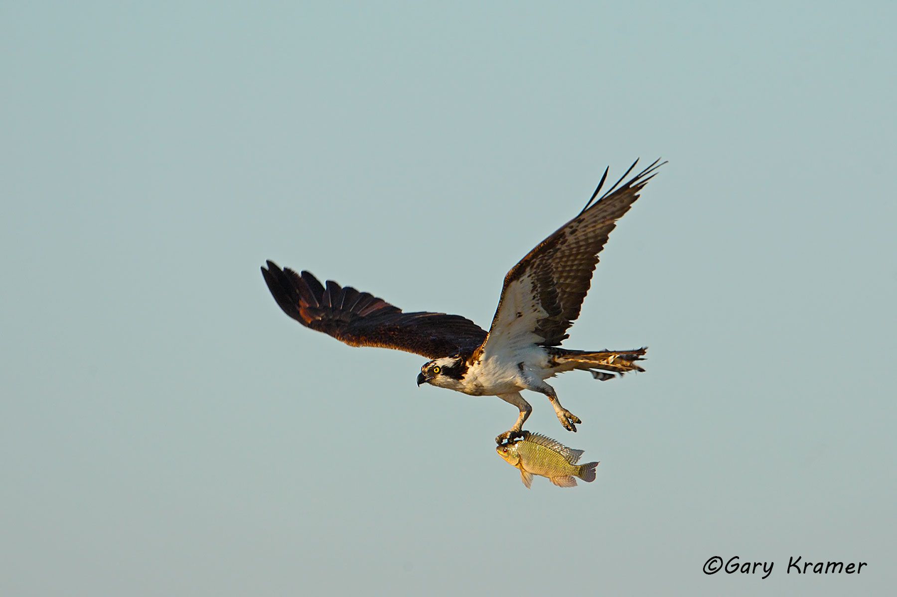 Osprey (Pandion haliaetus) - NBHO#081d