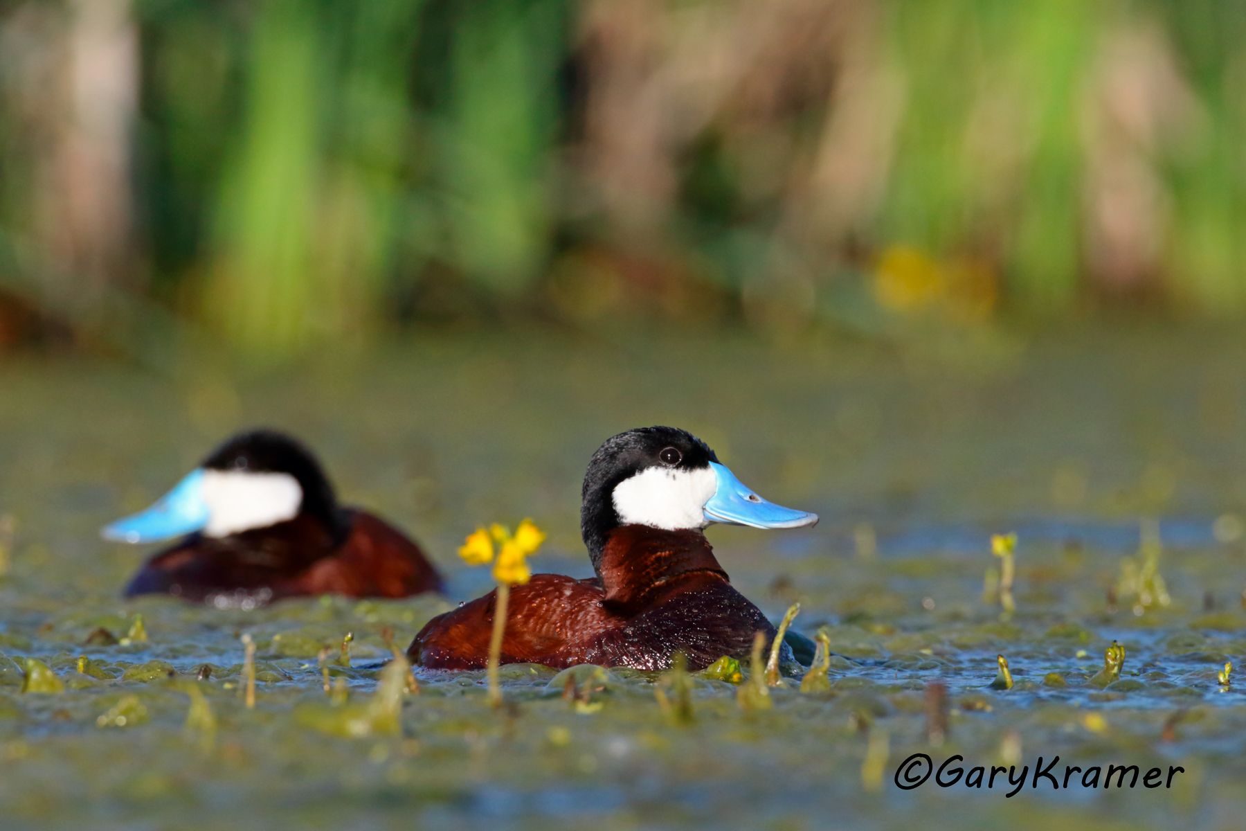 Ruddy Duck (spring) (Oxyura jamaicensis) Ruddy Duck (spring) (Oxyura jamaicensis) - NBWRs#973d