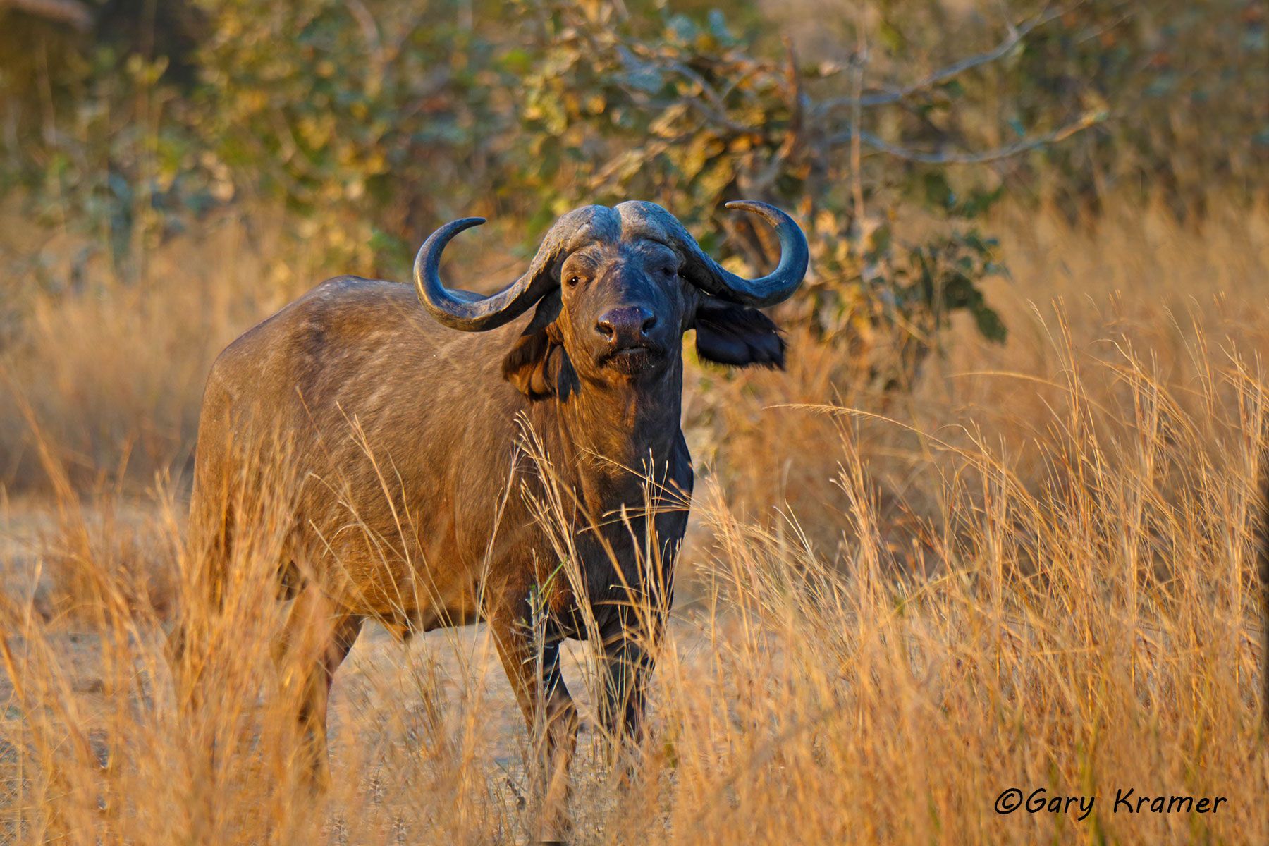 Cape Buffalo (Syncerus caffer) Cape Buffalo (Syncerus caffer) - AMB#1253d