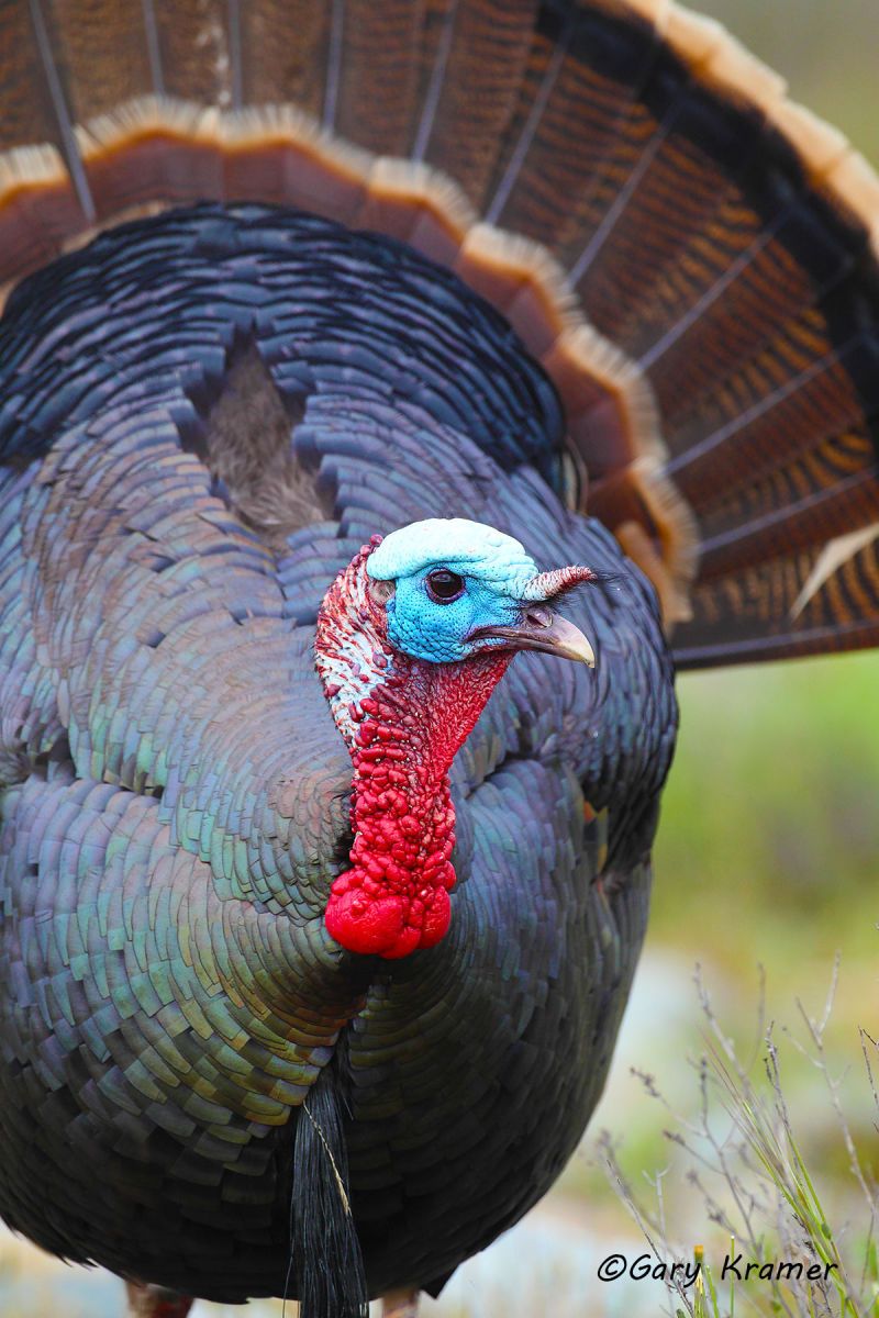 Wild Turkey (Rio Grande) by GaryKramer.net, 530-934-3873, gkramer@cwo.com Wild Turkey (Rio Grande) (Meleagris gallopavo intermedia) - NBGTr#1917d