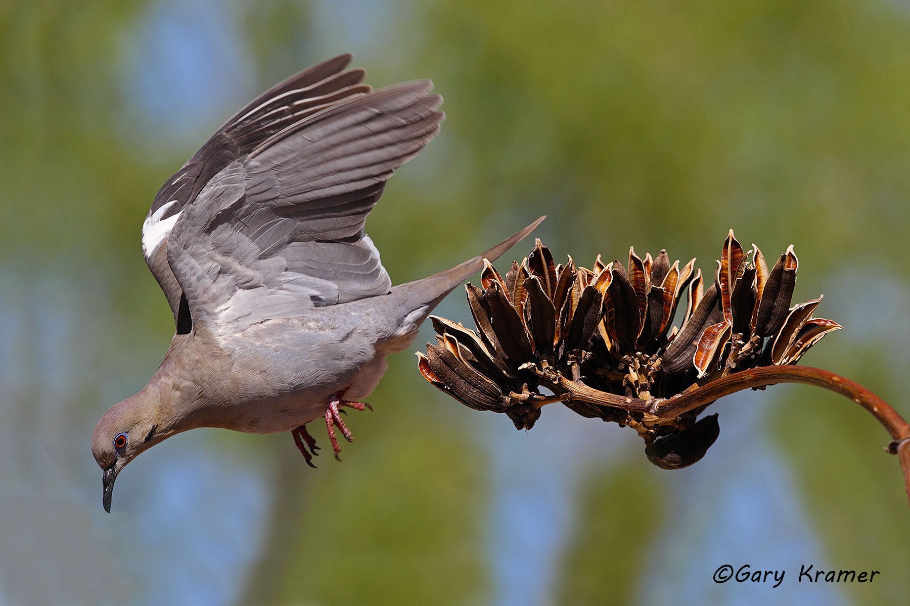 White-winged Dove (Zenaida asiatica) - NBDWw#340d