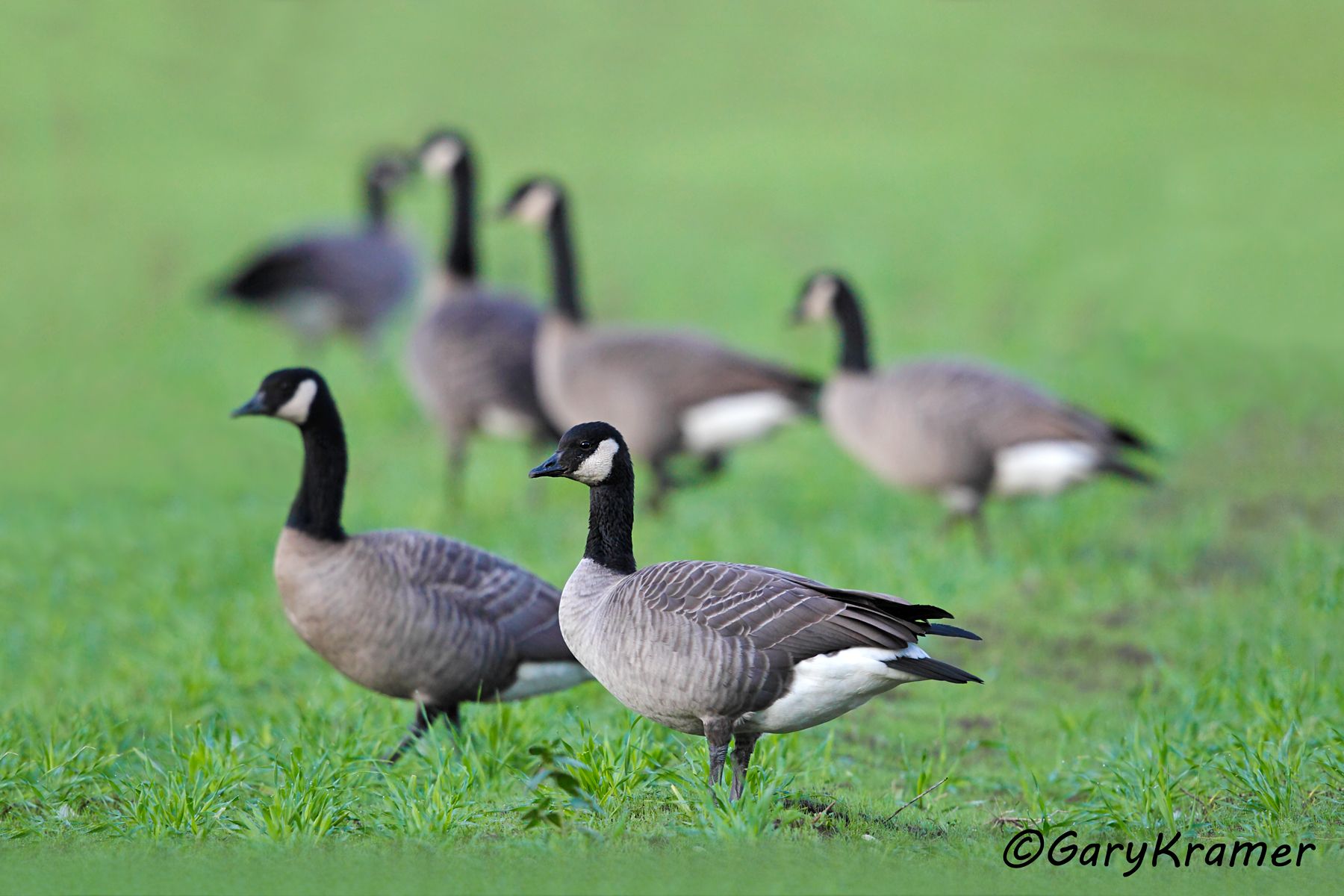 Canada Goose (Lesser) (Branta canadensis parvipes) Canada Goose (Lesser) (Branta canadensis parvipes) - NBWCl#027d