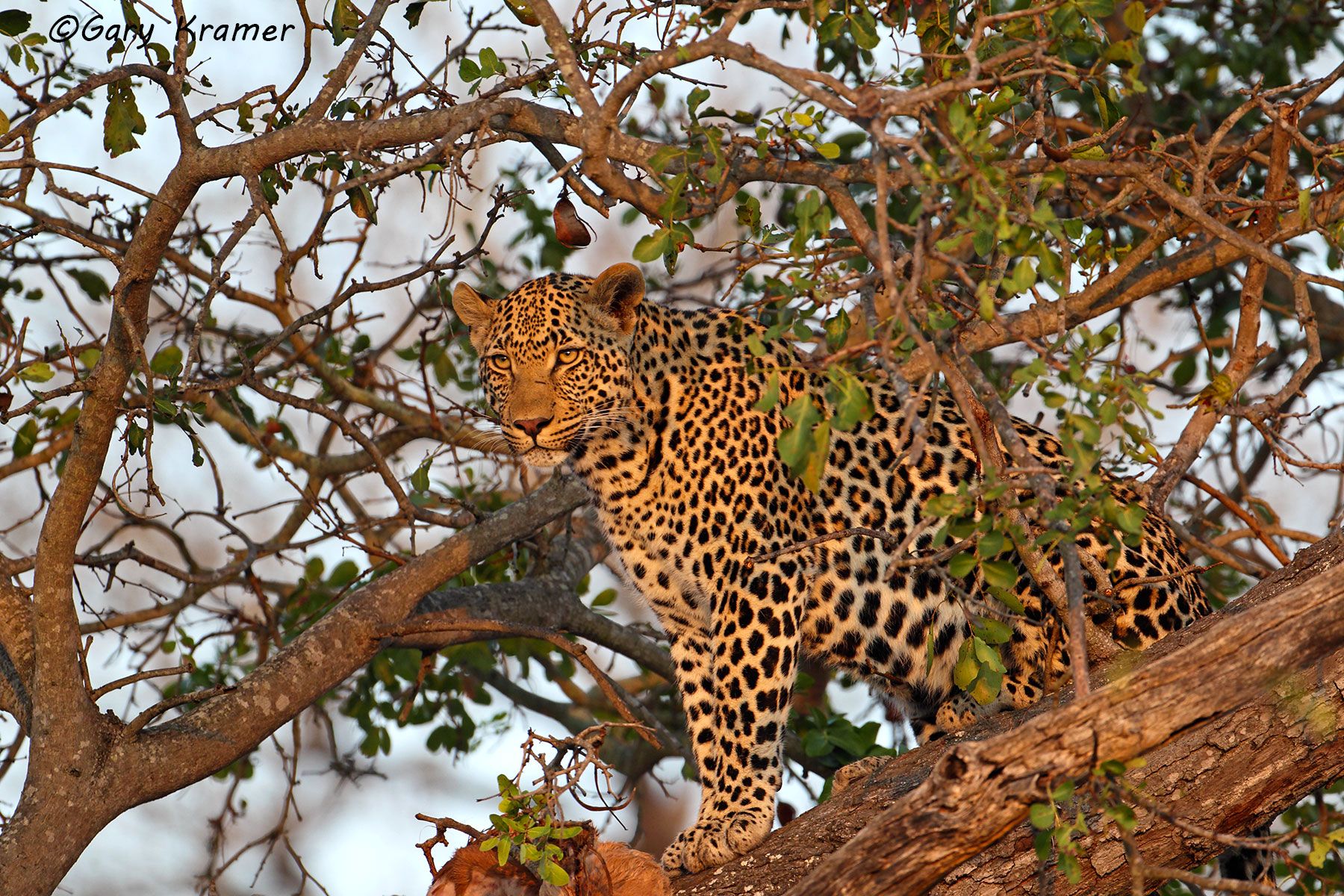 Leopard (Panthera pardus) Leopard (Panthera pardus) - AMPL#220d