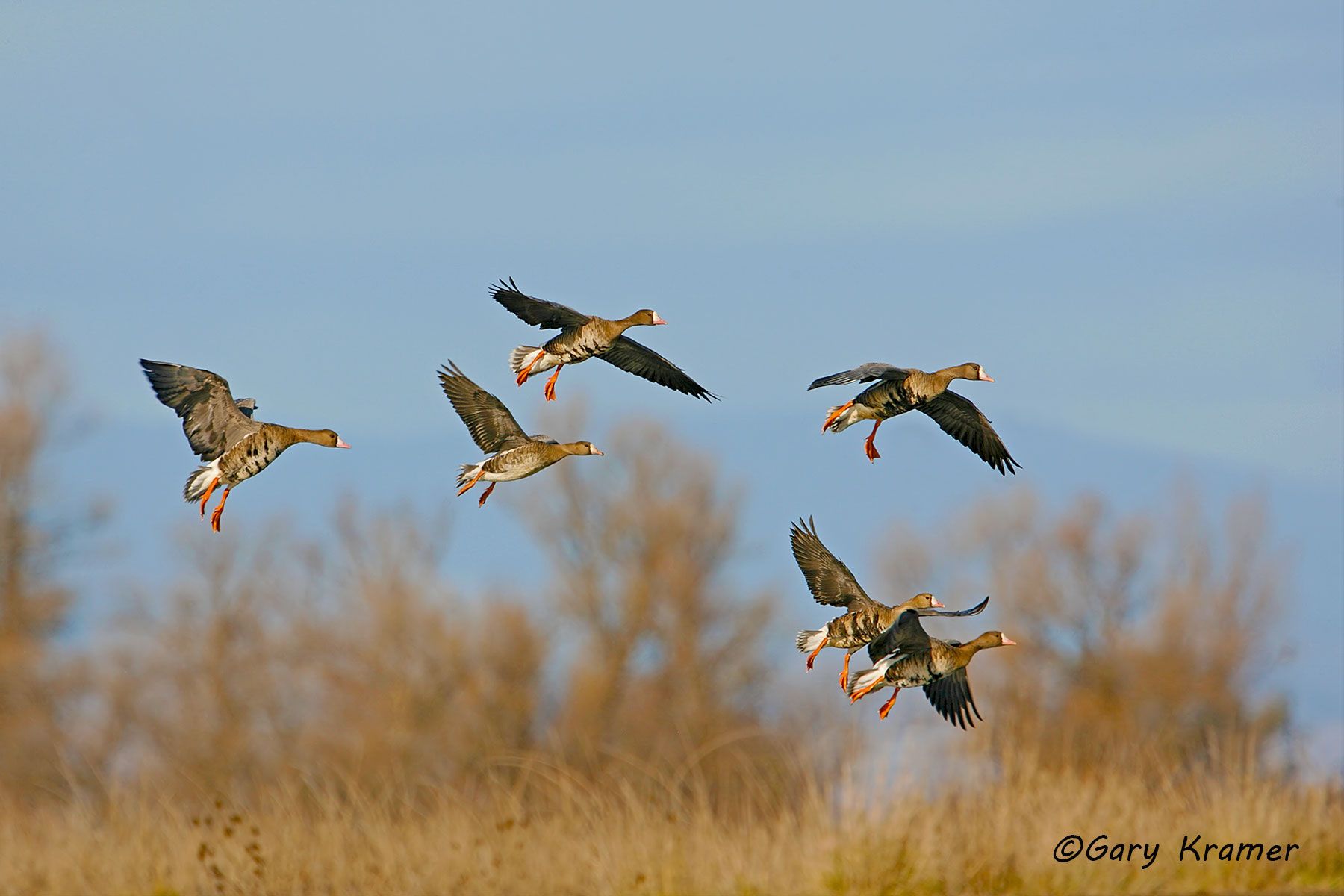 White-fronted Goose (Anser albifrons) - NBWWf#505d