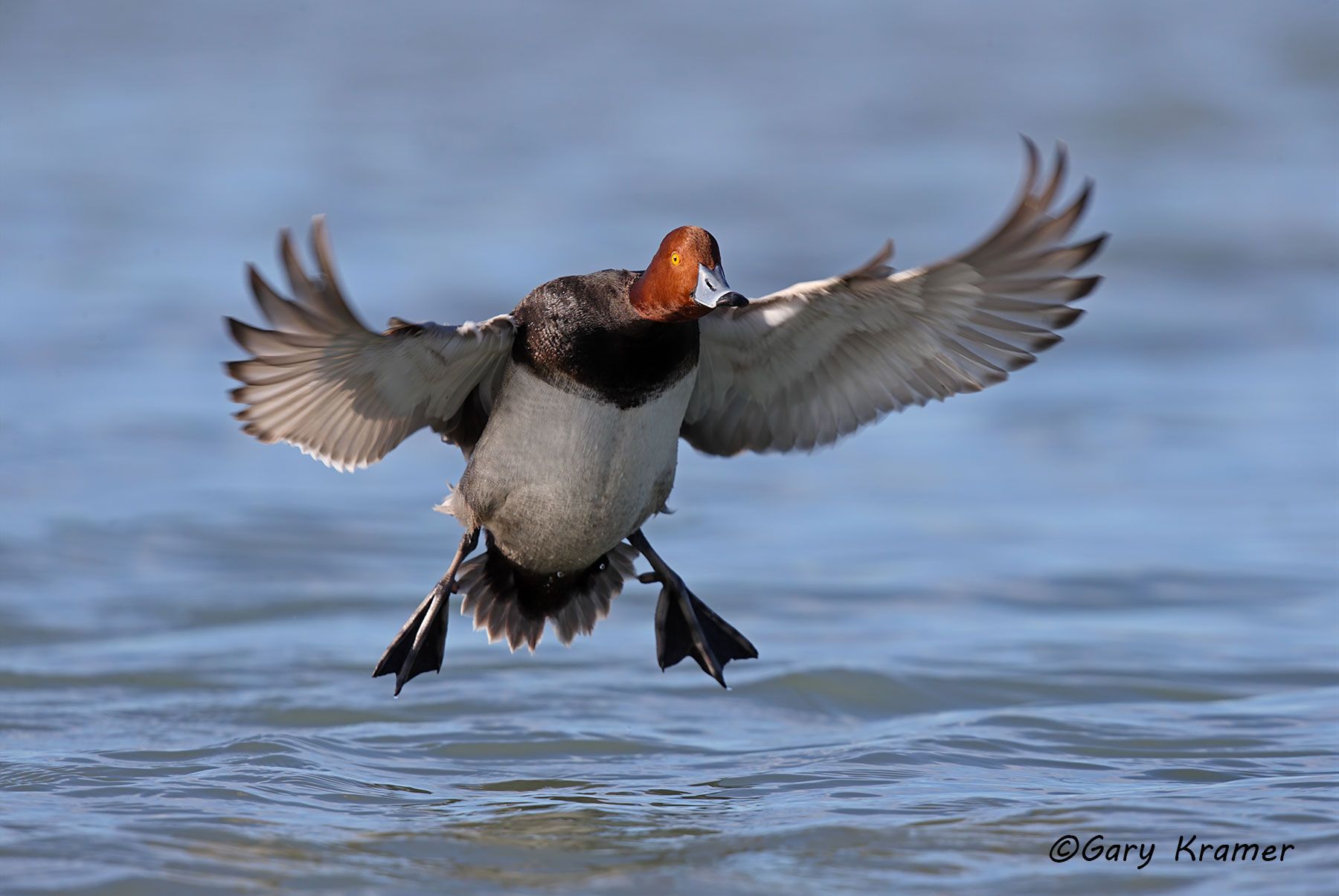 Redhead (Aythya americana) Redhead (Aythya americana) - NBWR#910d