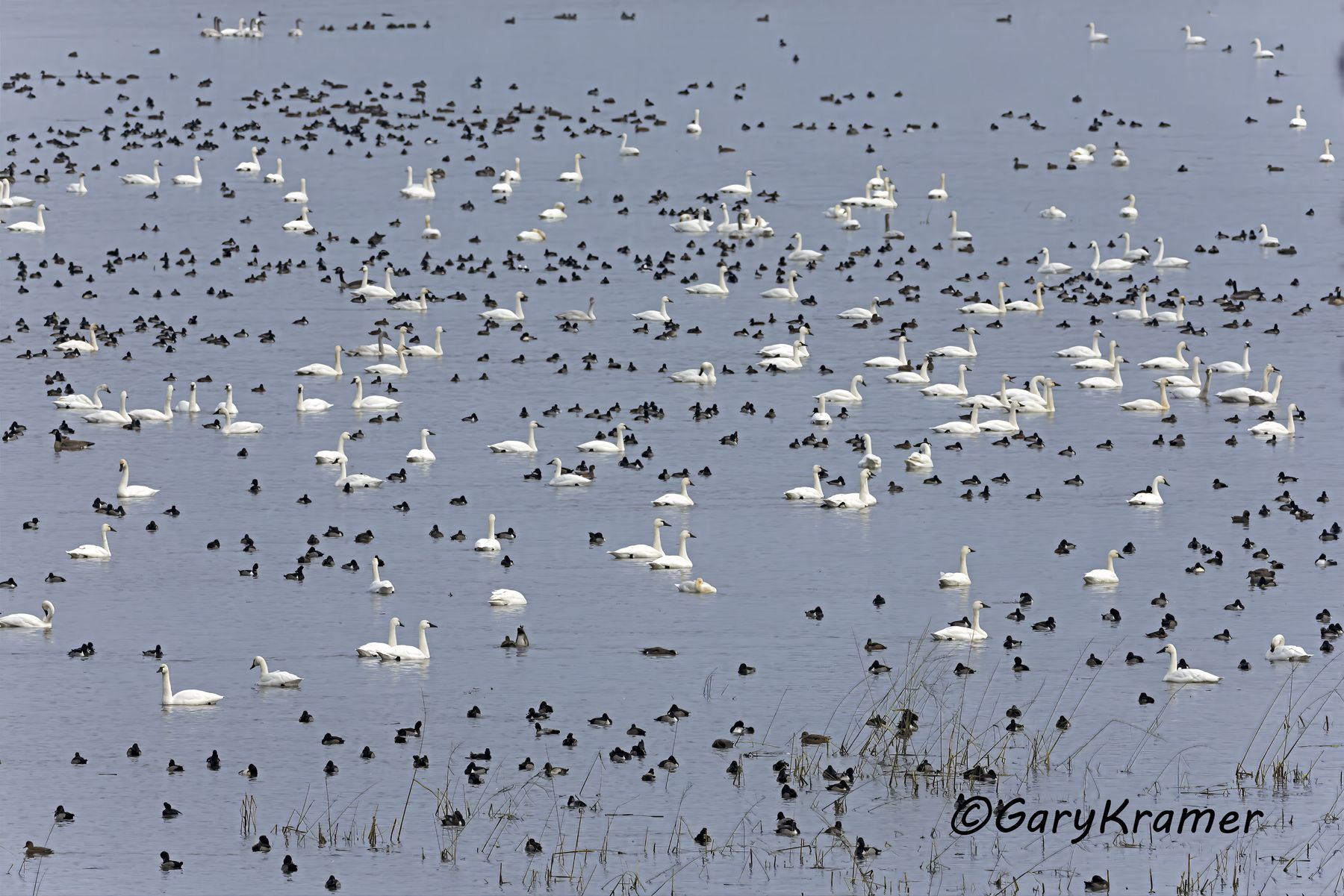 Mixed Waterfowl Flock - NBWTgx#019d