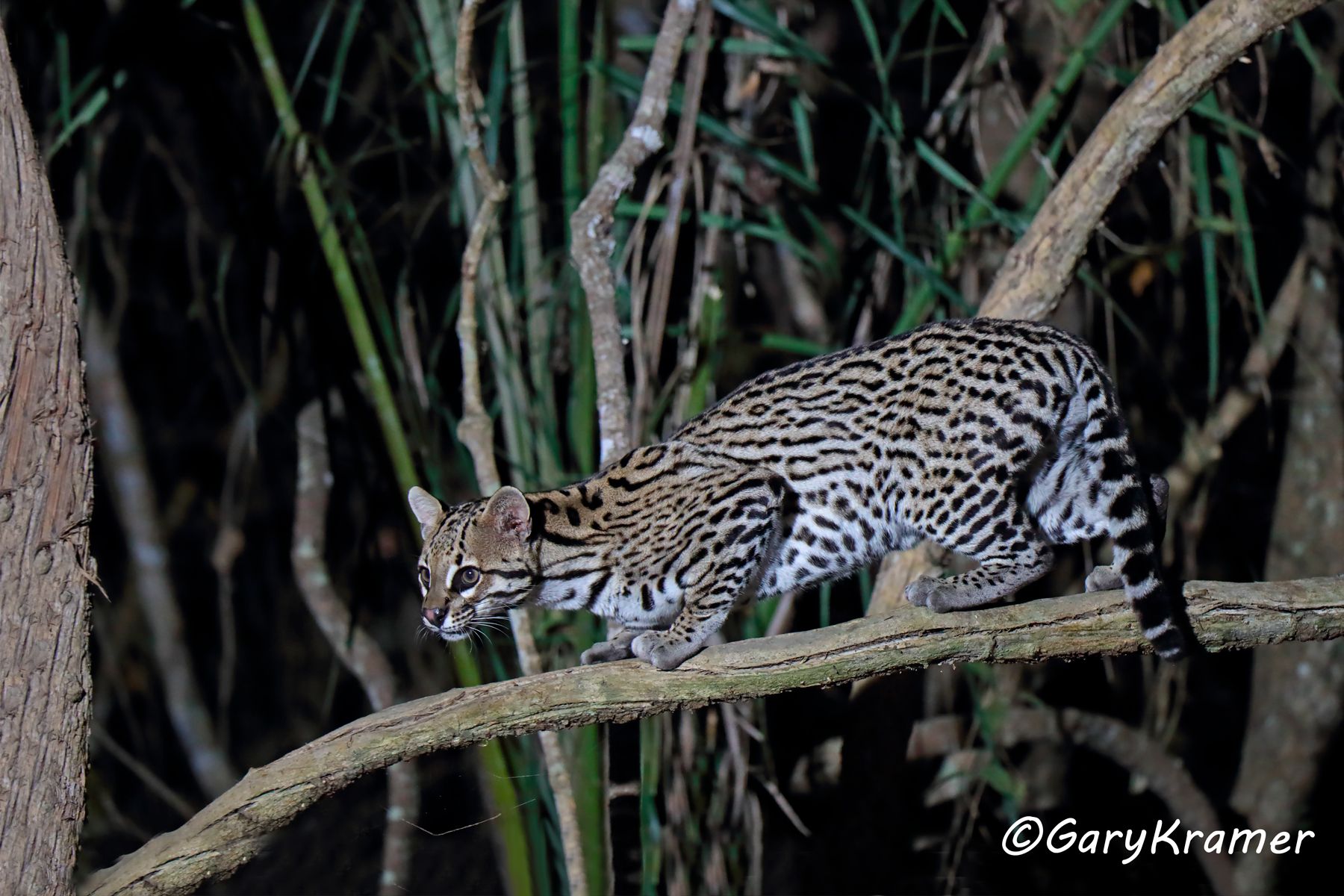 Ocelot (Leopardus pardalis) - SMLo#061d