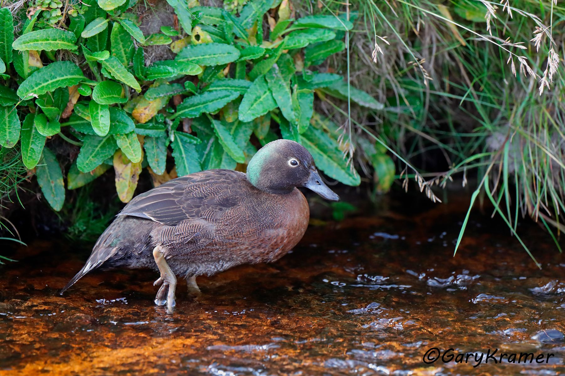 Auckland Teal (Anas aucklandica) Auckland Teal (Anas aucklandica) - OBWTaa#002d