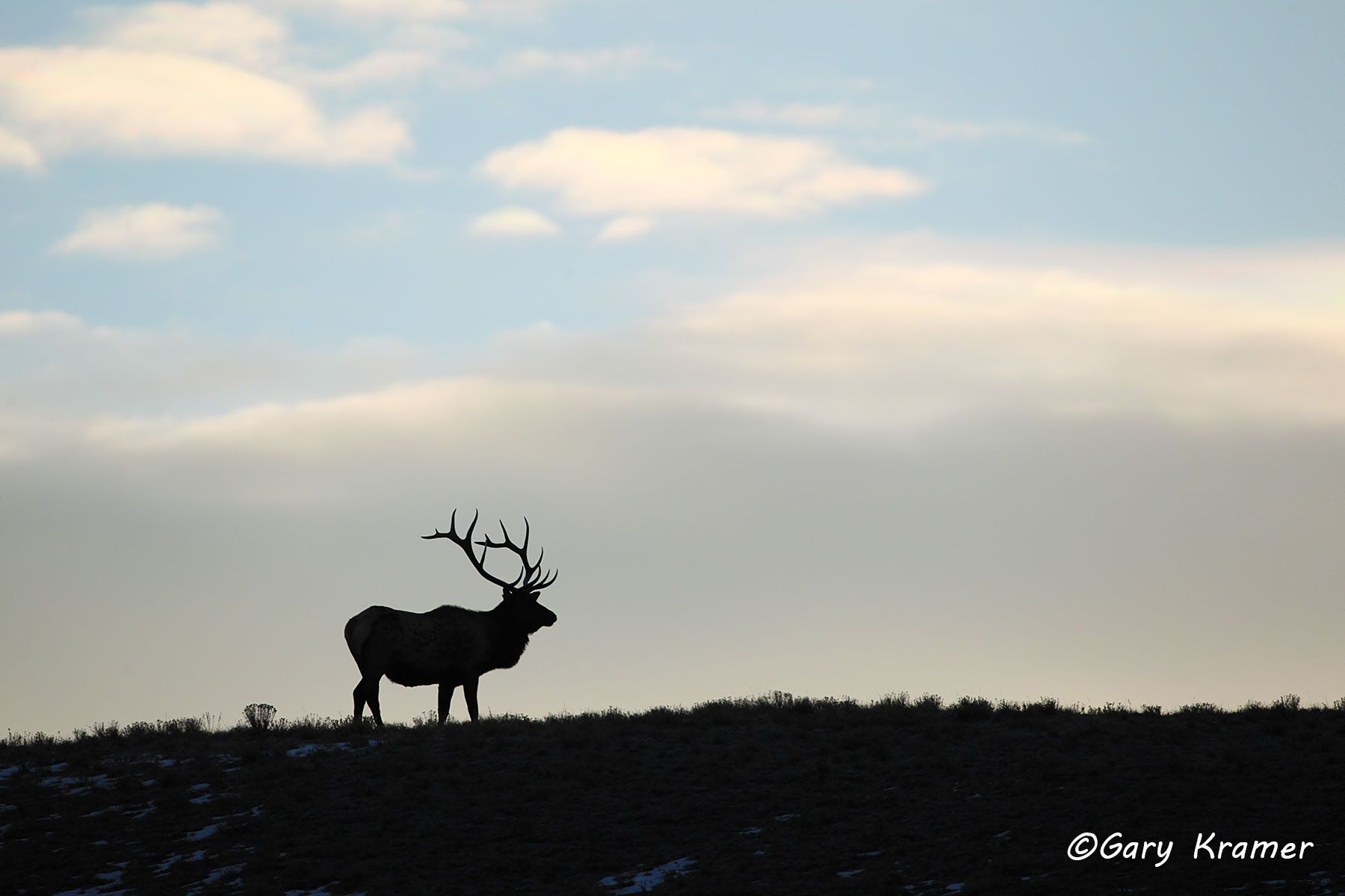 Rocky Mountain Elk (Cervus elaphus nelsoni) - NMERm#2271d
