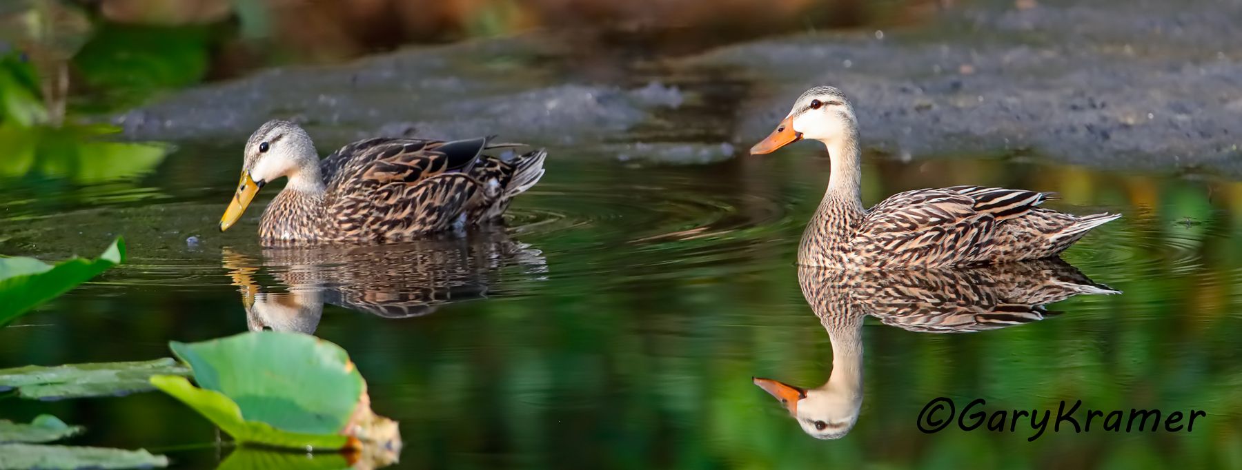 Mottled Duck (Anas fulvigula) Mottled Duck (Anas fulvigula) - NBWMo#142d(P)
