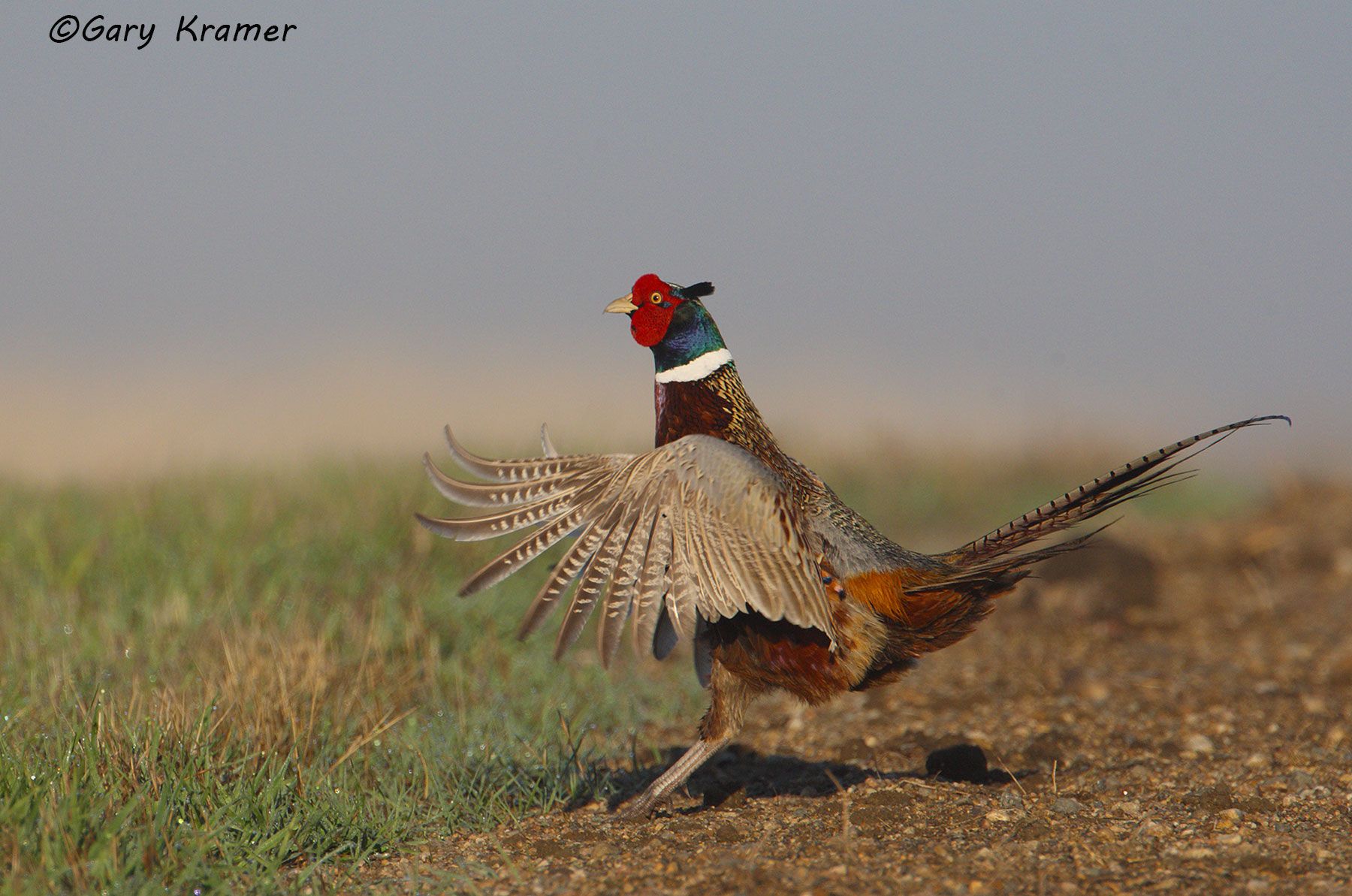 Ring-necked Pheasant (Phasianus colchicus) by GaryKramer.net, 530-934-3873, gkramer@cwo.com - Published: Wildfowl Carving Magazine Spring 2011 Ring-necked Pheasant (Phasianus colchicus) - NBGP#965d