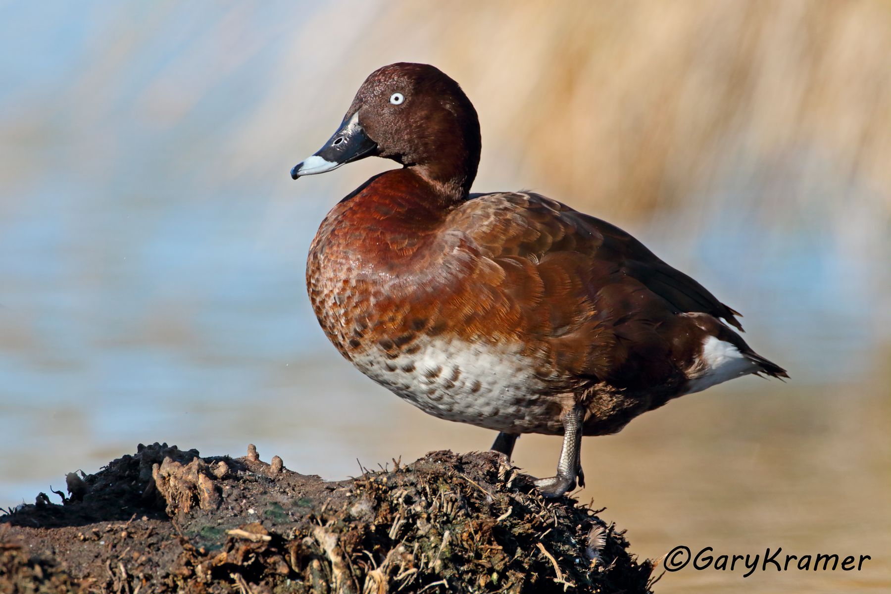 Hardhead (Aythya australis)  Hardhead (Aythya australis) - OBWH#090d
