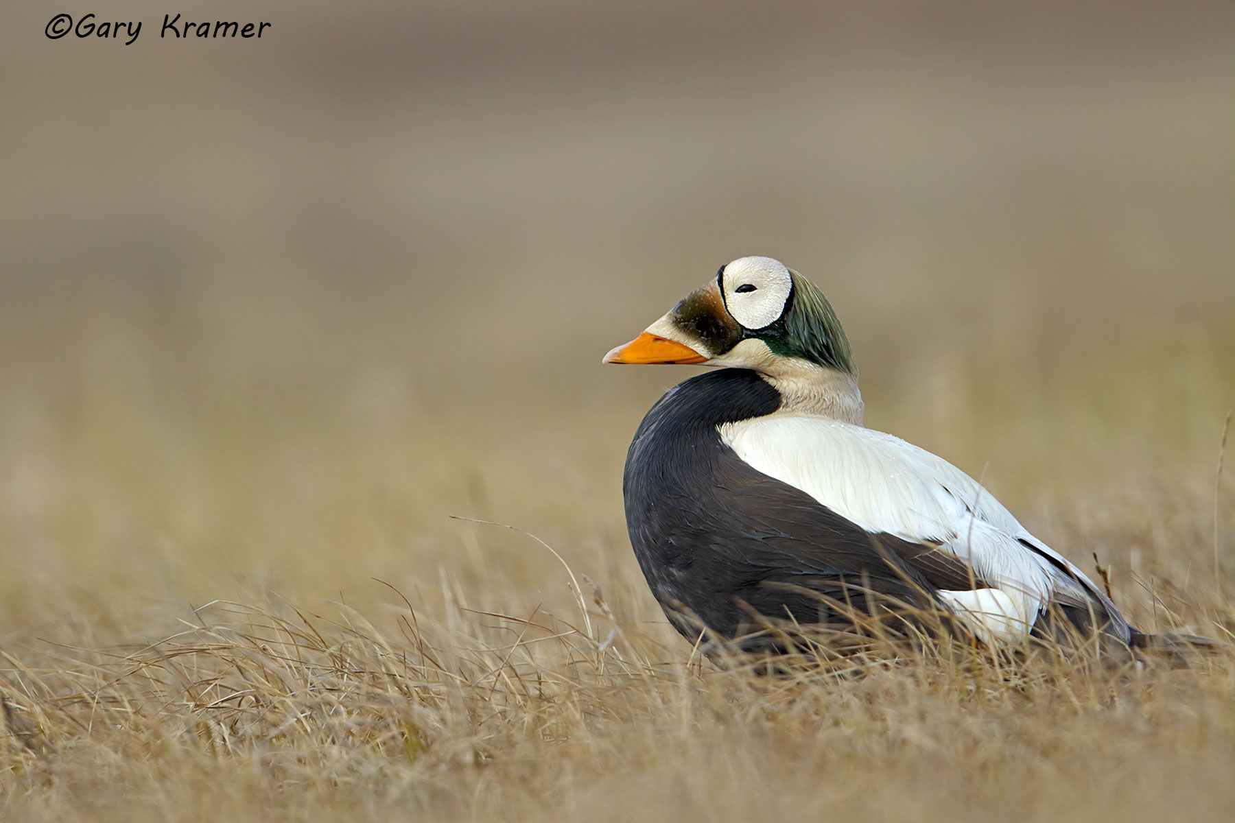 Spectacled Eider (Somateria fischeri) Spectacled Eider (Somateria fischeri) - NBWEs#272d