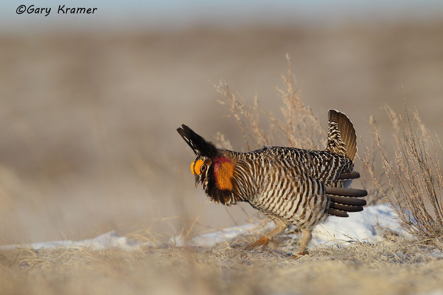 Greater Prairie Chicken (Tympanuchus cupido) - NBGCg#1160d