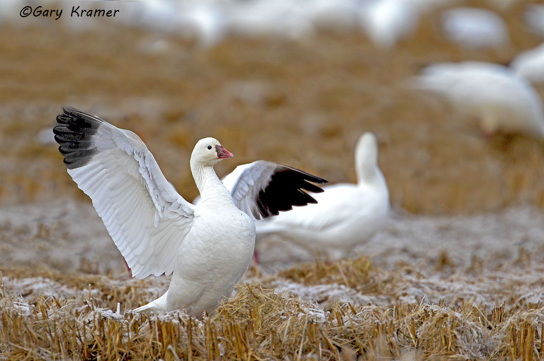Ross's Goose (Anser rossii) - NBWRg316d