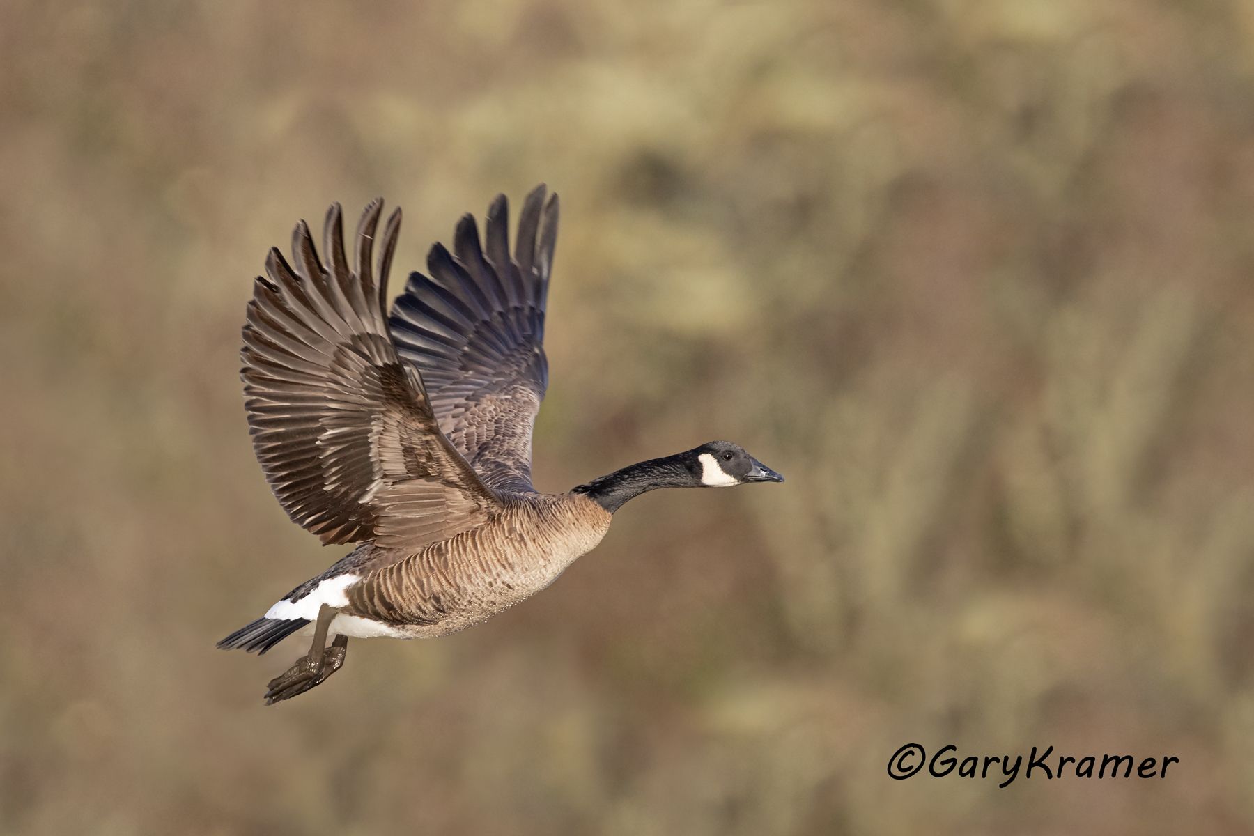 Canada Goose (Dusky) (Branta canadensis occidentalis) - NBWCd#064d(2)