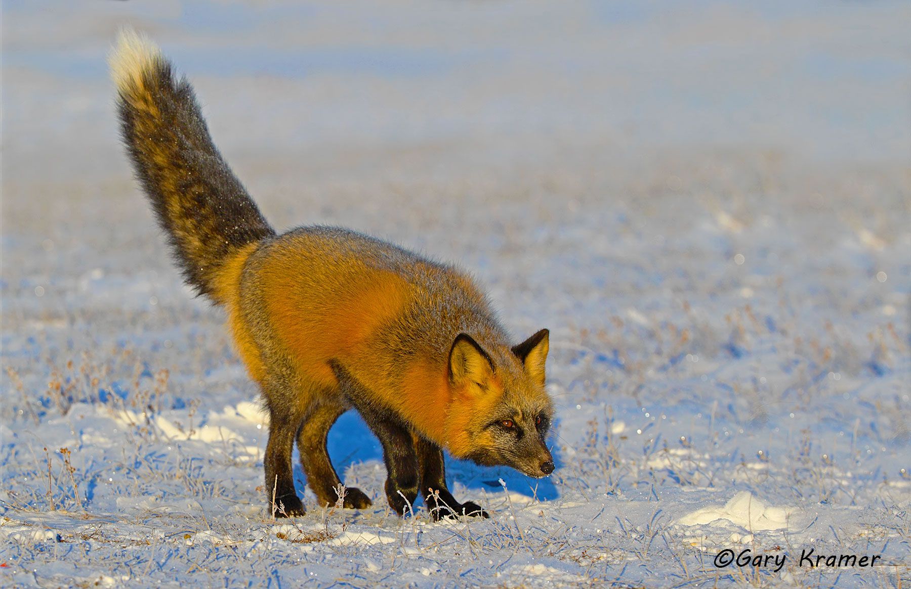 Red Fox (Cross Phase) (Vulpes fulva) - NMFc#073d