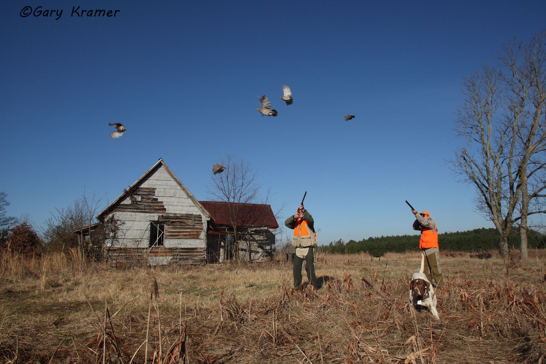 Hunter(s) witn Pointer(s) shooting at flushing Bobwhite Hunter(s) witn Pointer shooting at flushing Bobwhite - NHQfb#065d