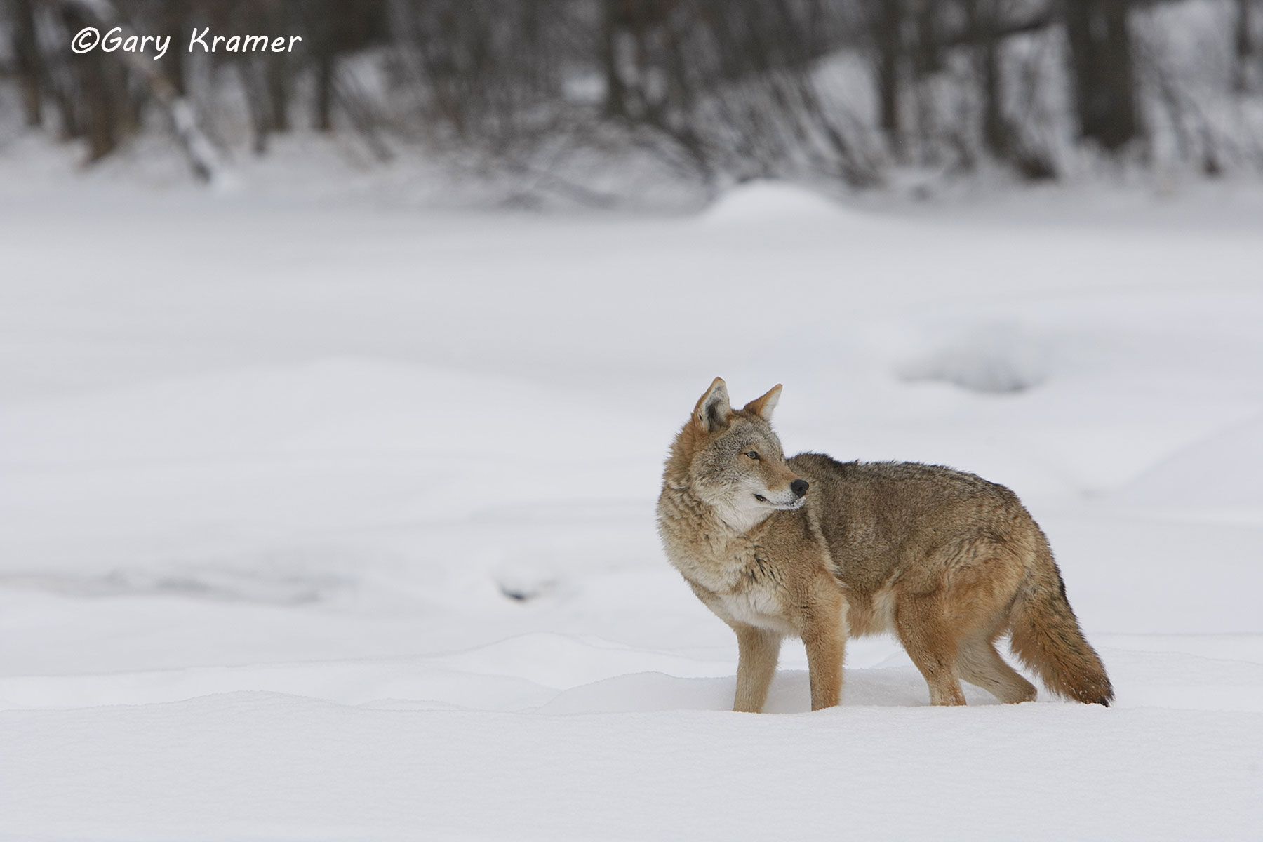 Coyote (Canis latrans) - NMC#500d