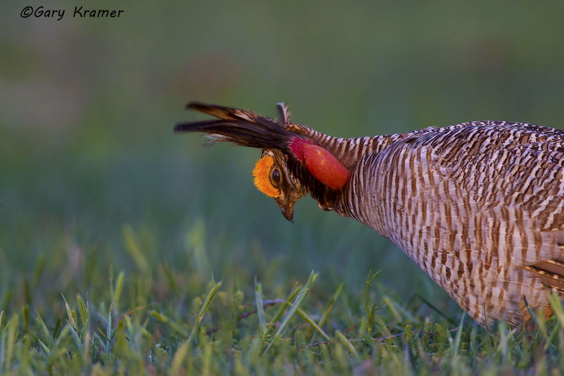 Lesser Prairie Chicken (Tympanchus pallidicinctus) - NBGCl#1536d