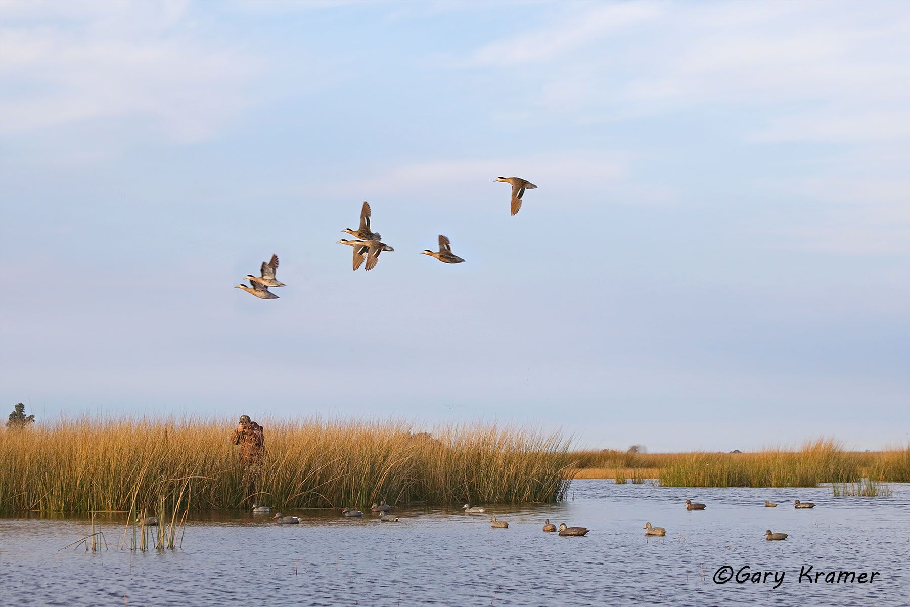 Hunter(s) shooting at Silver Teal over decoys, Argentina Hunter shooting at Silver Teal over decoys, Argentina - SHDsst#001d