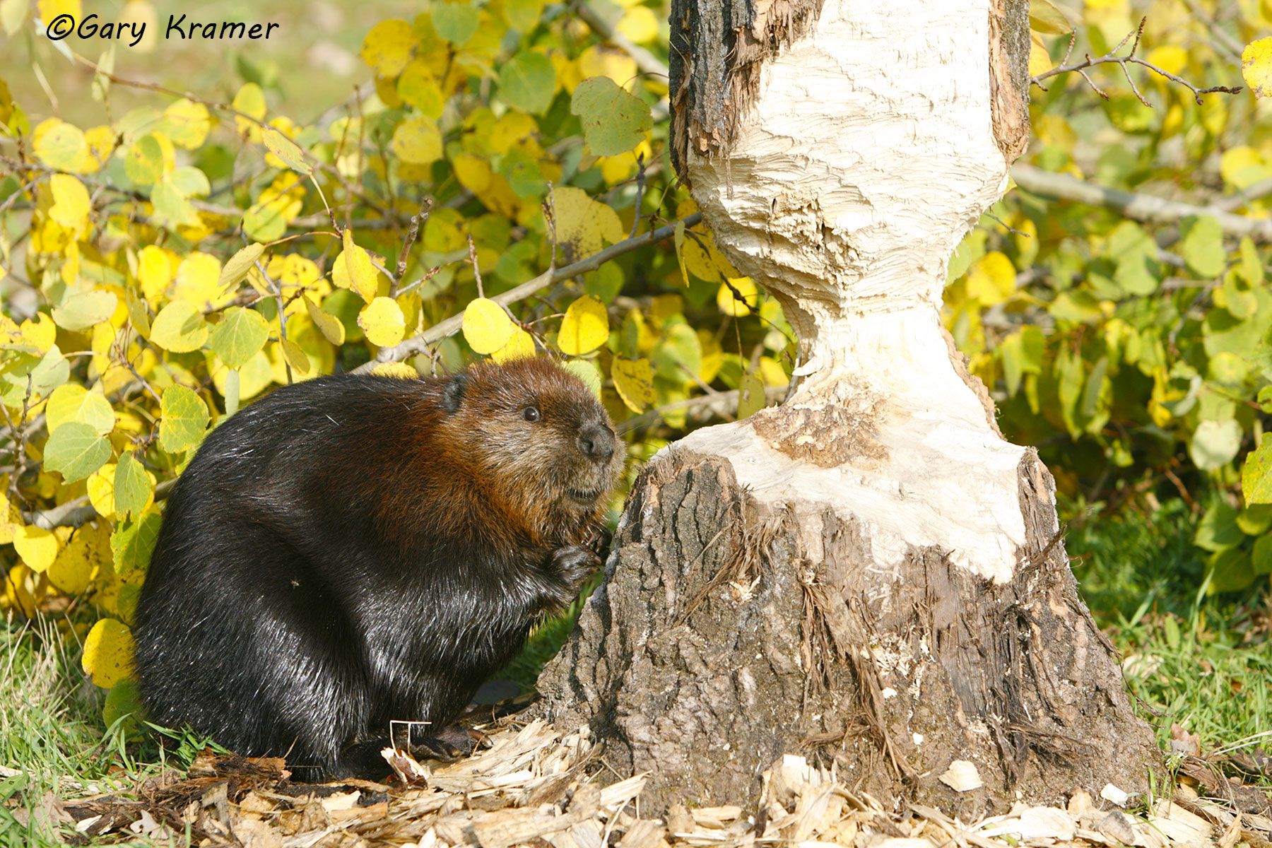 Beaver (Castor canadensis) Montana, USA by GaryKramer.net, 530-934-3873, gkramer@cwo.com Beaver (Castor canadensis) - NMOB#137d