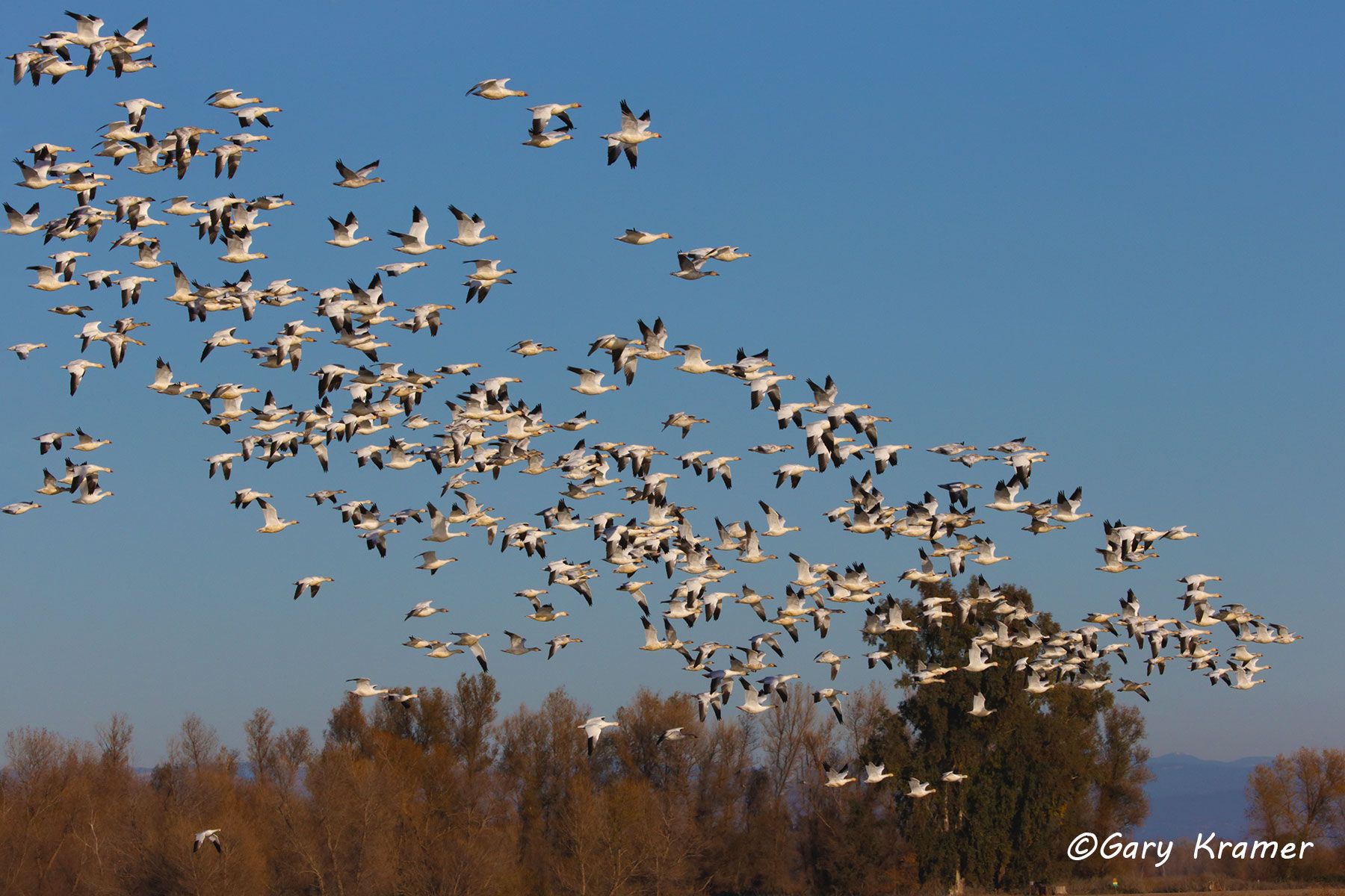Lesser Snow Goose (Anser caerulescens) - NBWSg#1821d