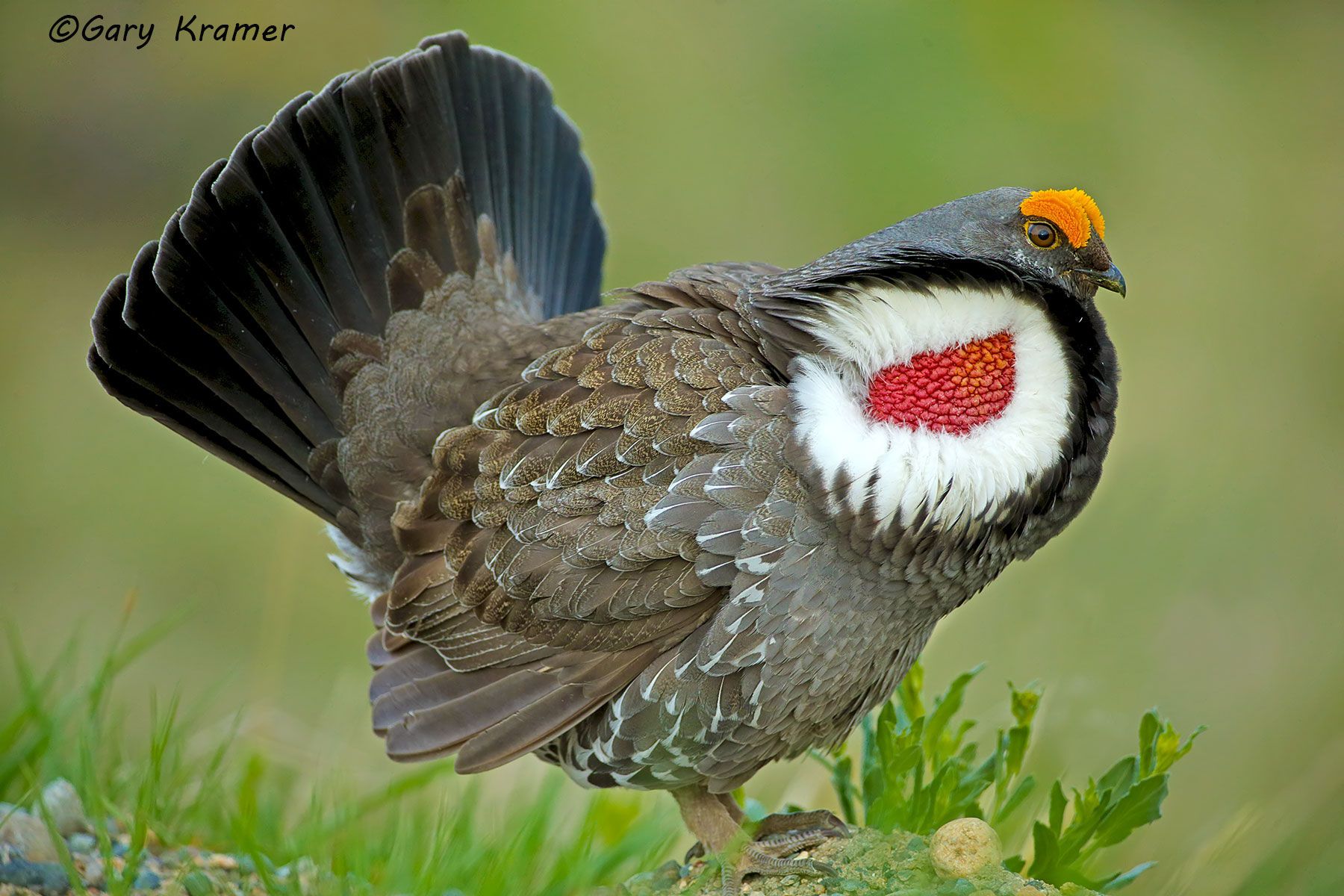 Dusky Grouse (Dendragapus obscurus) by GaryKramer.net, 530-934-3873, gkramer@cwo.com Dusky Grouse (Dendragapus obscurus) - NBGd#1616d