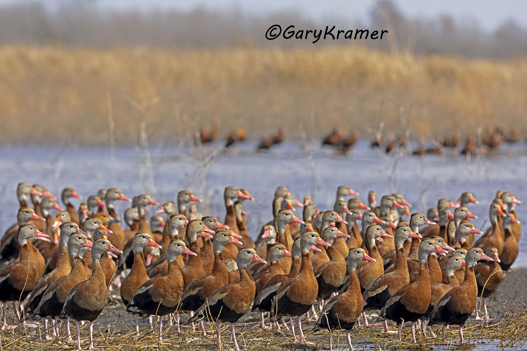 Black-bellied Whistling Duck (Dendrocygna autumnalis) - NBWBbw#937d