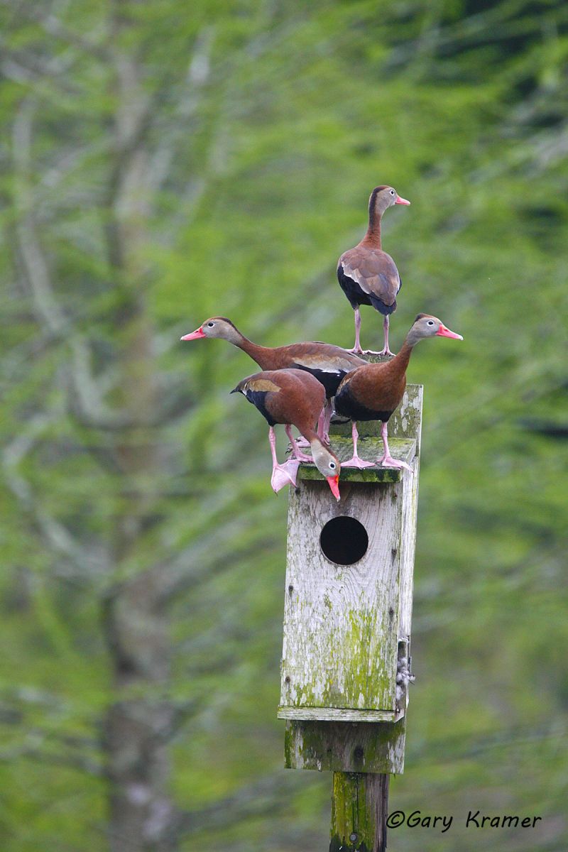 Black-bellied WhistlingDucks  (Dendrocygna autumnalis) - NBWBbw#217d