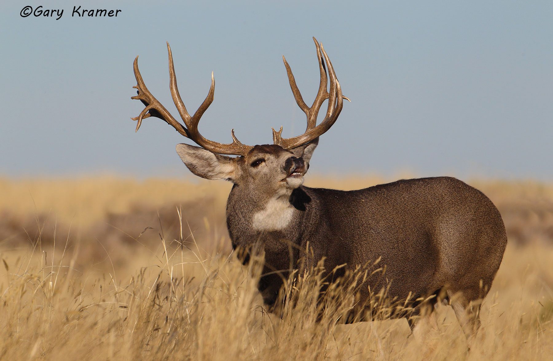 Mule Deer (Odocoileus hemionus hemionus) by GaryKramer.net, 530-934-3873, gkramer@cwo.com Mule Deer (Odocoileus hemionus hemionus) - NMDM#1354d