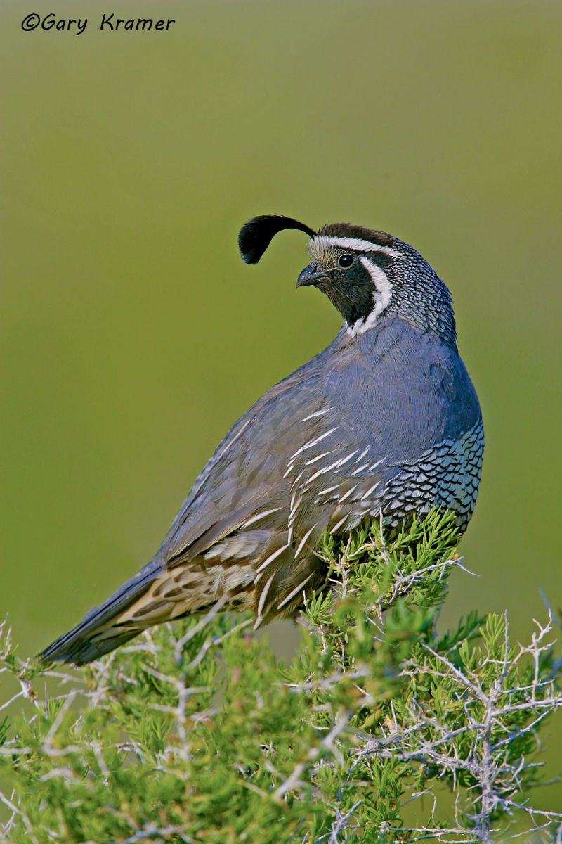 California Quail (Callipepla californica) - NBGQc#419d