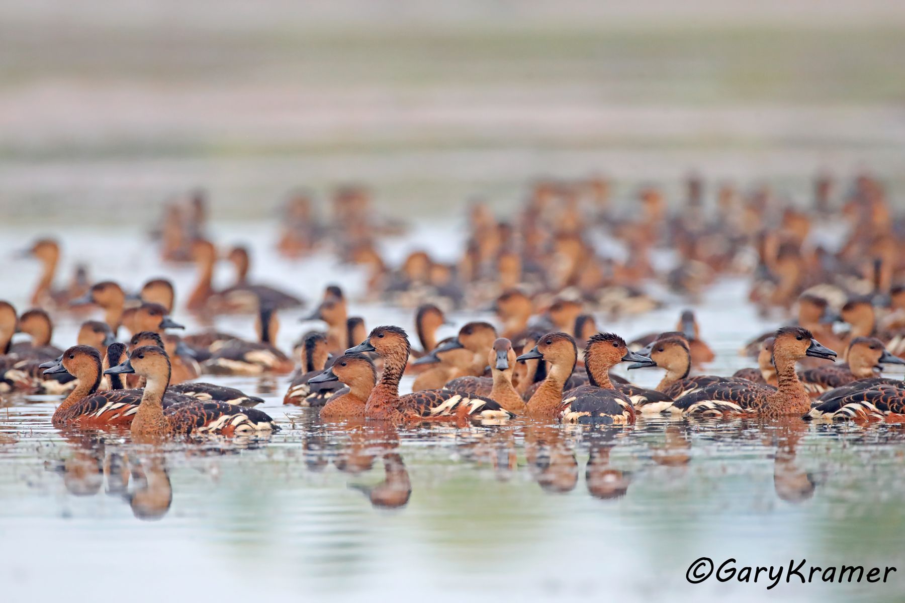 Wandering Whistling Duck (Dendrocygna arcuata)  Wandering Whistling Duck (Dendrocygna arcuata) - OBWW#126d