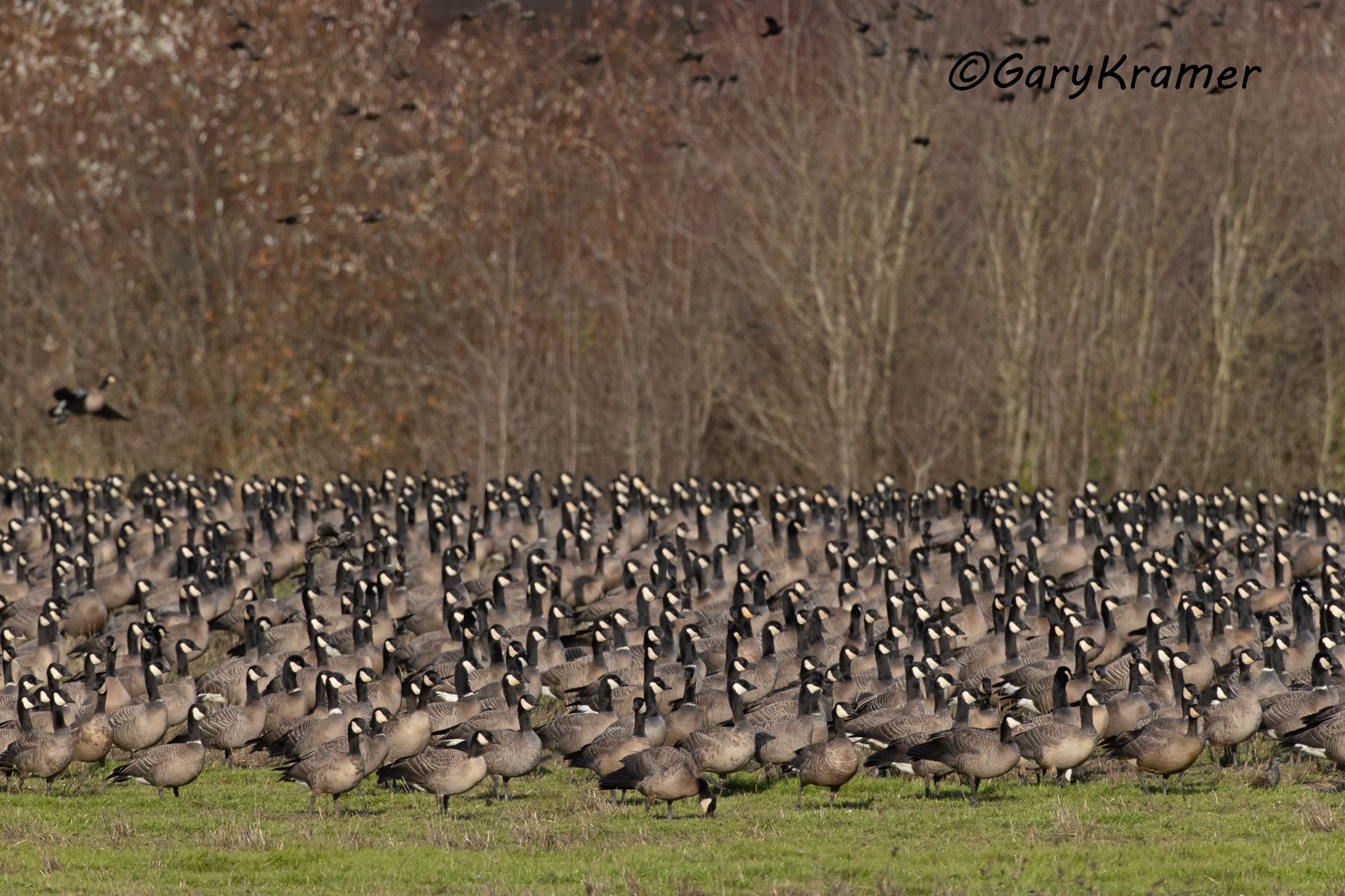 Cackling Goose (Minima)  (Anser hutchinsii minima)  - NBWCc#063d