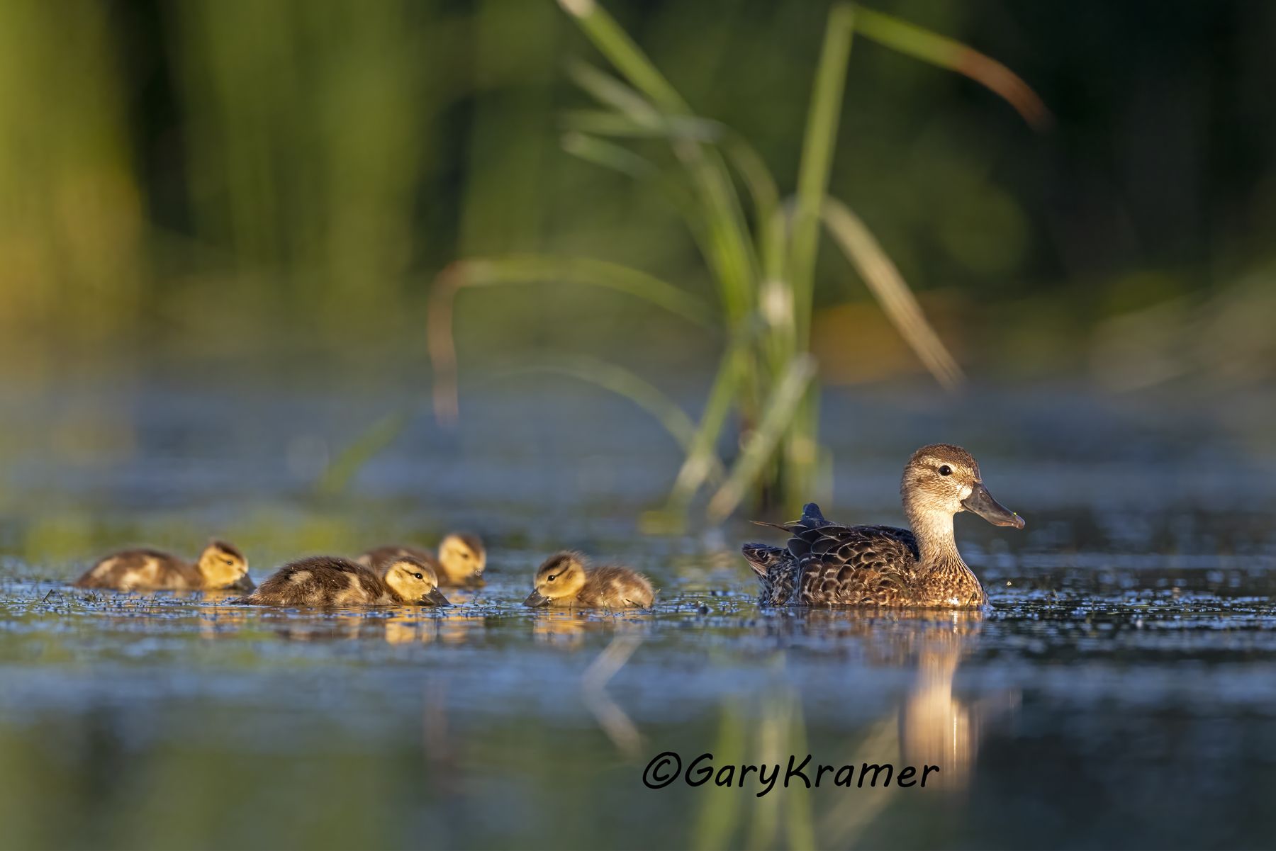 Blue-winged Teal (Anas discors) - NBWTb#1772d(2)