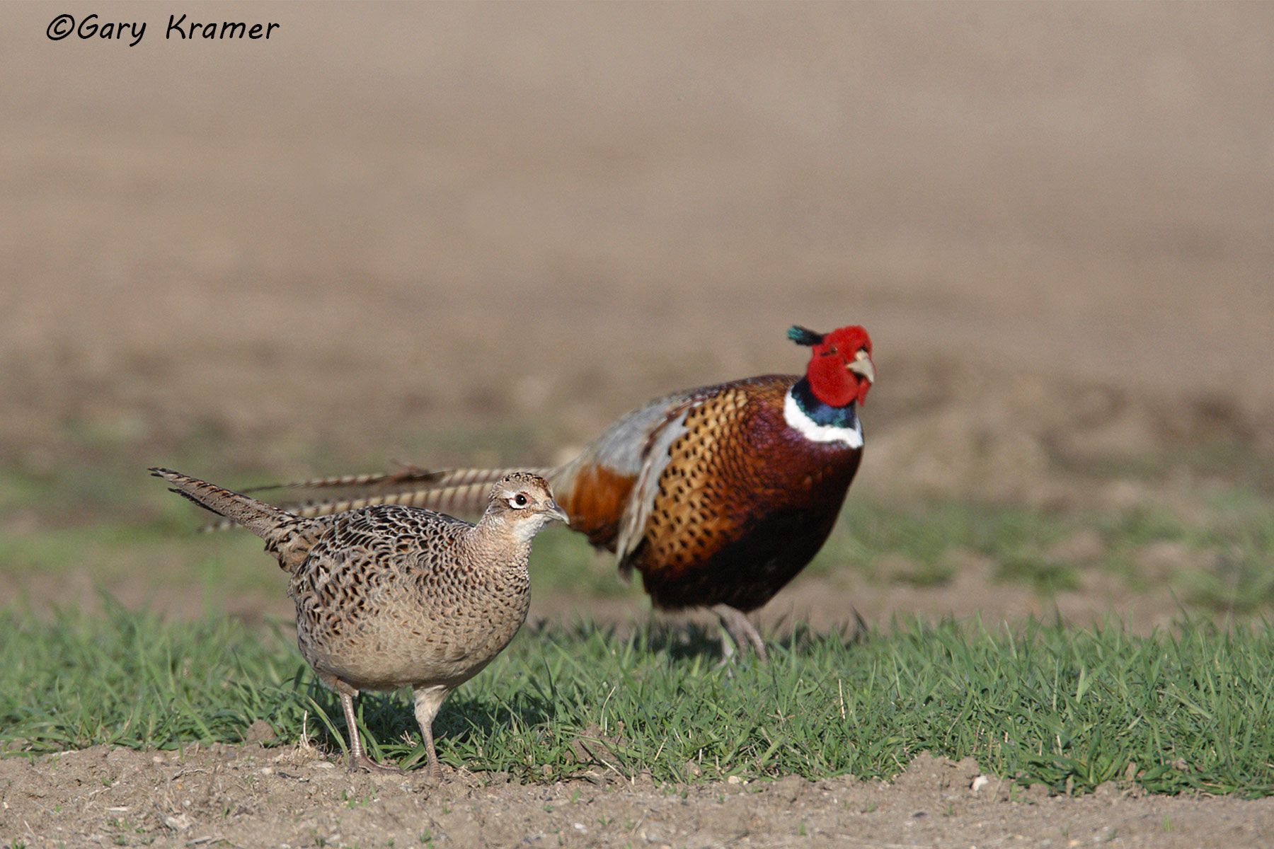 Ring-necked Pheasant (Phasianus colchicus) by GaryKramer.net, 530-934-3873, gkramer@cwo.com Ring-necked Pheasant (Phasianus colchicus) - NBGP#1030d