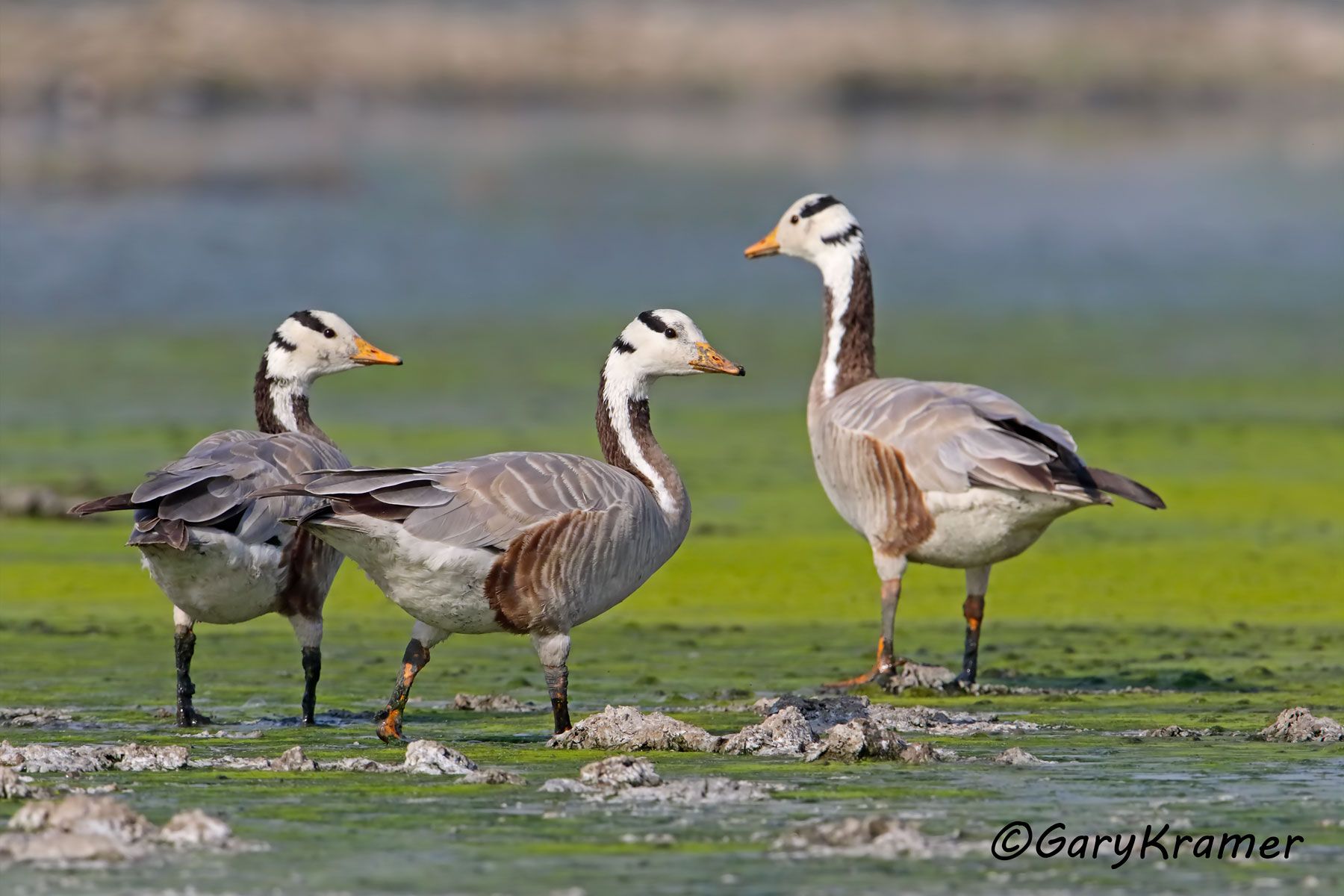 Bar-headed Goose (Anser indicus)  Bar-headed Goose (Anser indicus) - EBWGb#111d