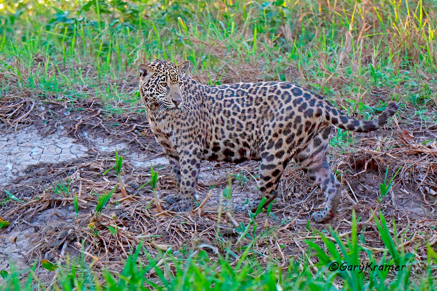 Jaguar (Puma onca) Jaguar (Puma onca) - SMJp#140d