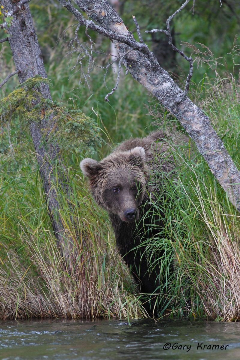 Alaskan Brown Bear (Urusus middlendorffi) by GaryKramer.net, 530-934-3873, gkramer@cwo.com Alaskan Brown Bear (Urusus middlendorffi) - NMBA#189d