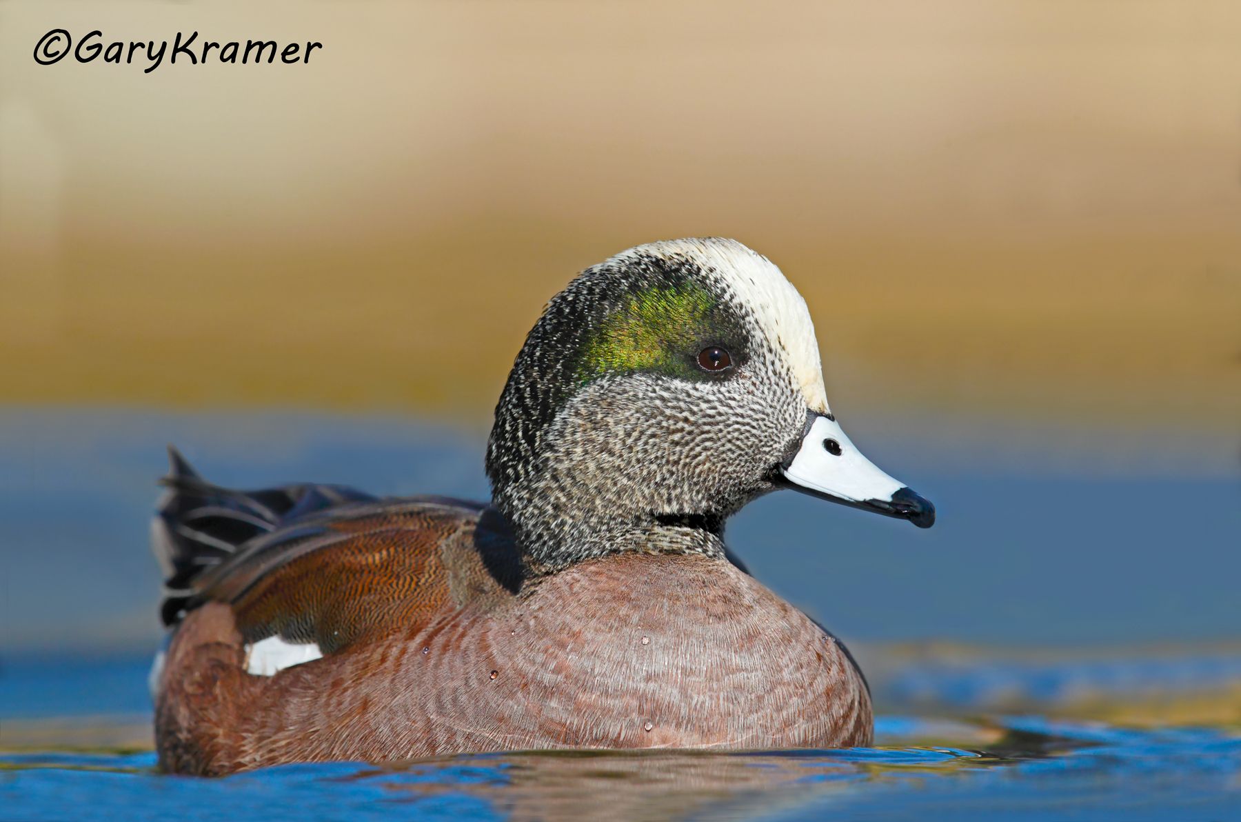 American Wigeon (Anas americana) American Wigeon (Anas americana) - NBWW#1243d