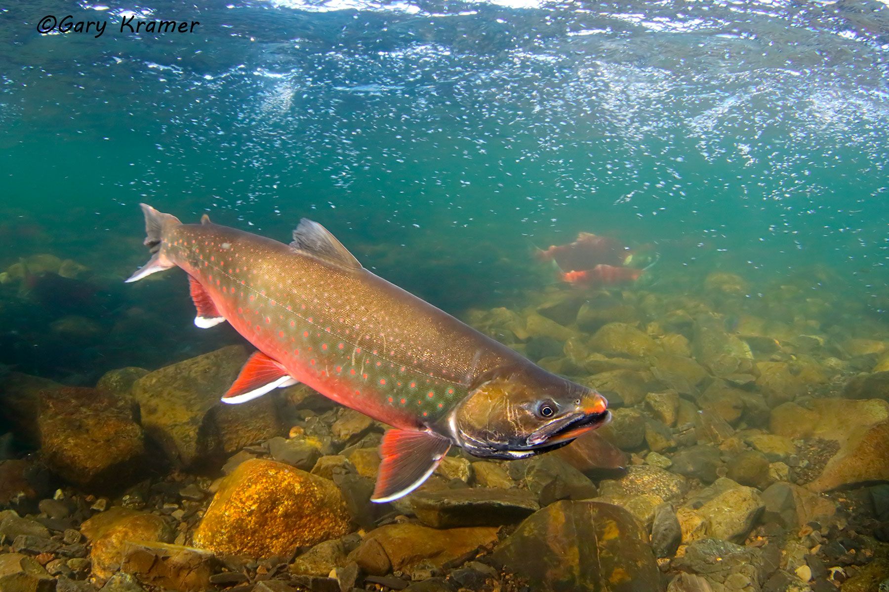 Dolly Varden (Salvelinus malma) - NFADv#041d