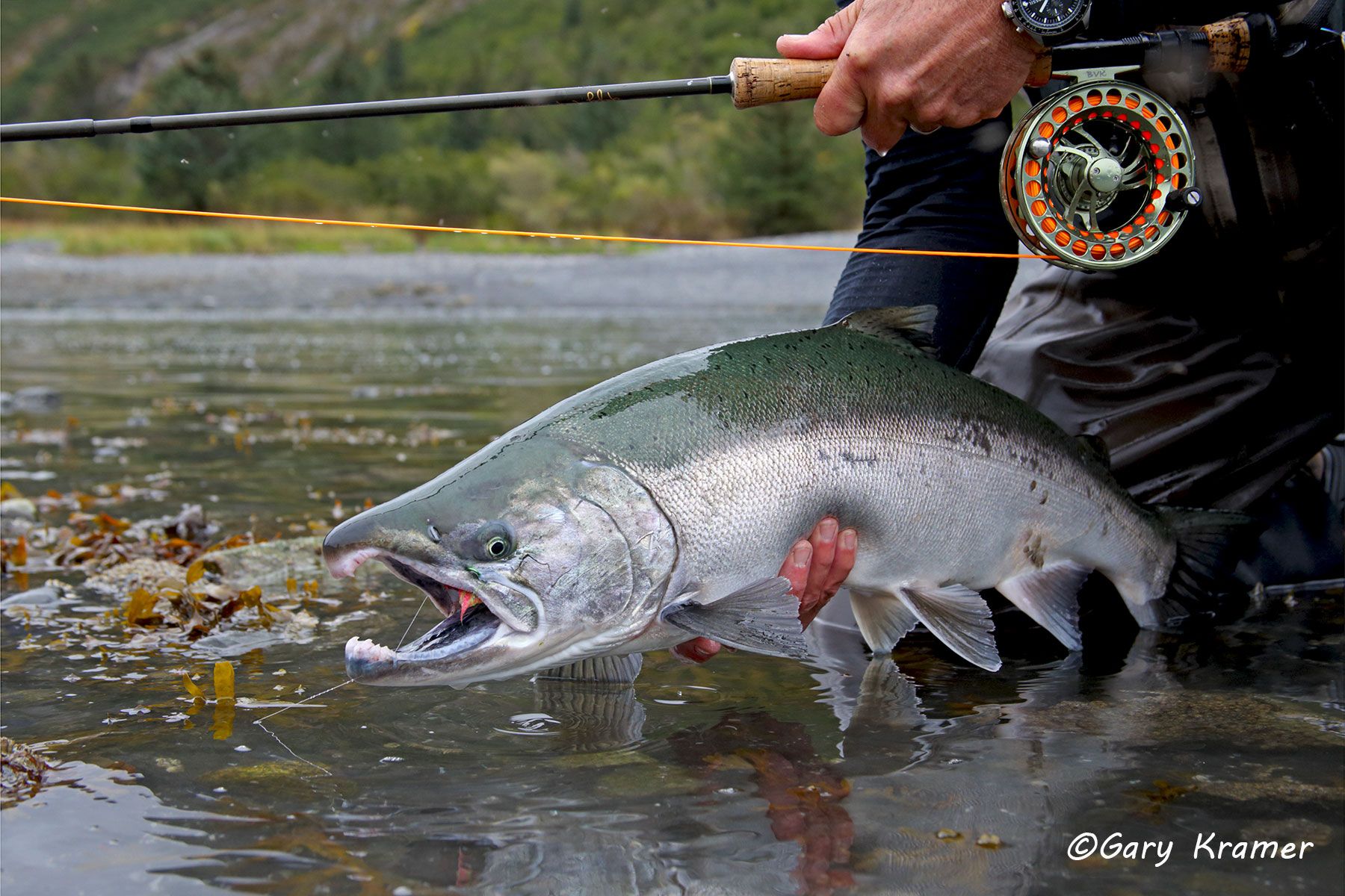 Silver (Coho) Salmon w/ flyfishing tackle - NFASg#046d