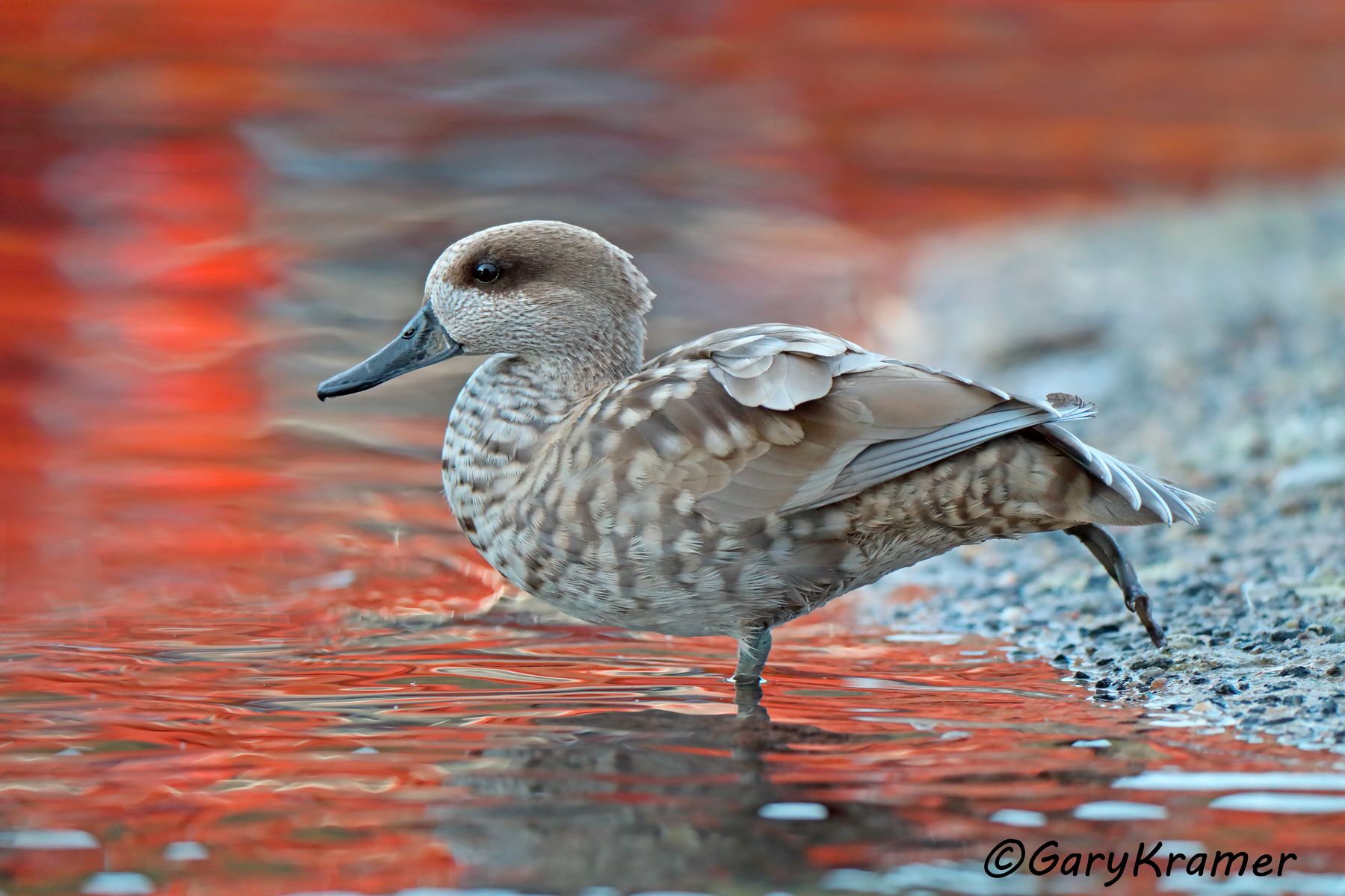 Marbled Duck (Marmaronetta angustirostris)  Marbled Duck (Marmaronetta angustirostris) - EBWMa#018d
