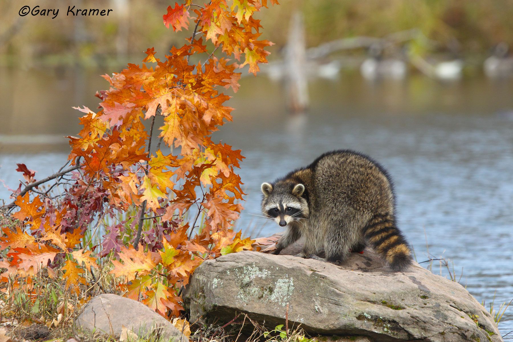 Raccoon (Procyon lotor) by GaryKramer.net, 530-934-3873, gkramer@cwo.com Raccoon (Procyon lotor) - NMMR#605d