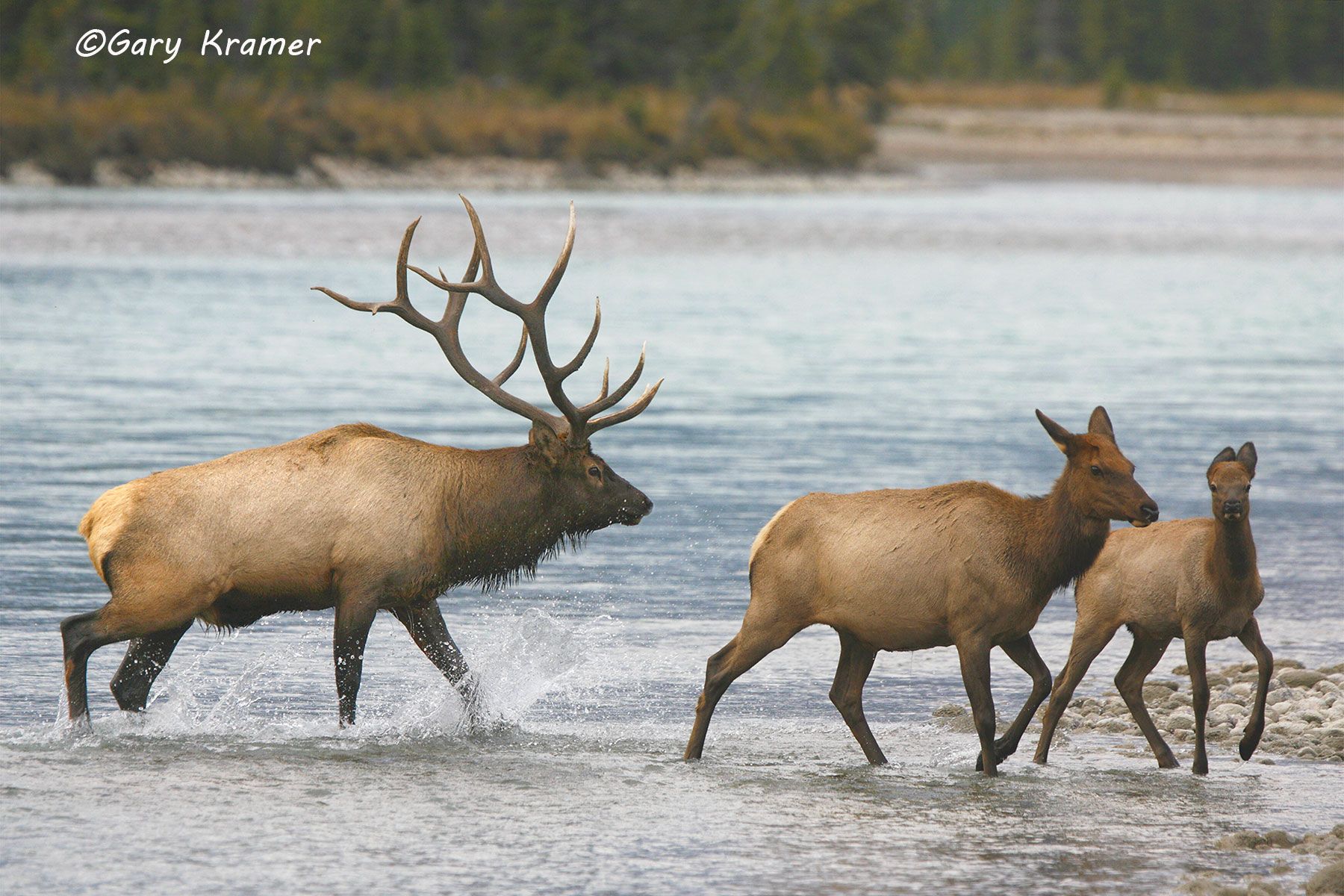 Rocky Mountain Elk (Cervus elaphus nelsoni) - NMERm#917d