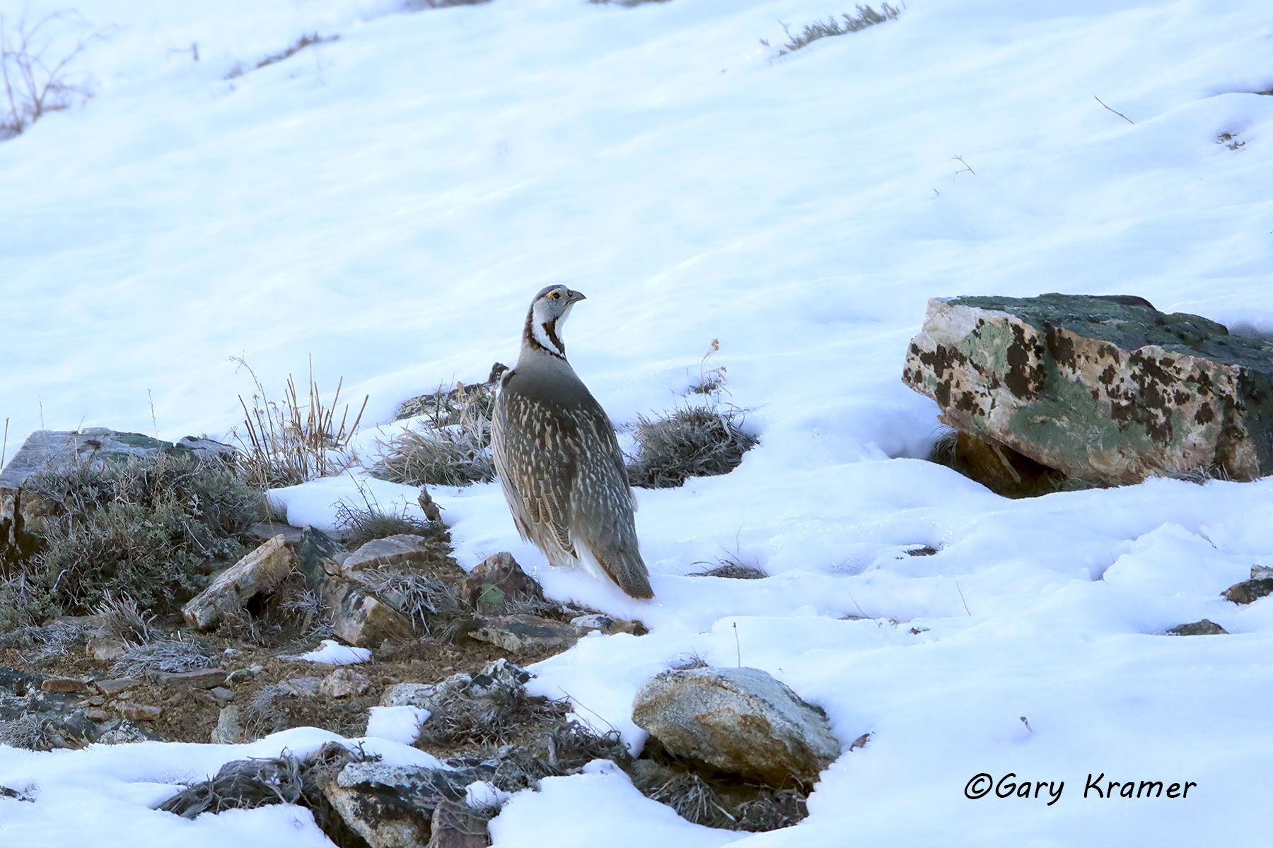 Himalayan Snowcock (Tetraogailus himalayensis) Himalayan Snowcock (Tetraogailus himalayensis) - NBGSh#069d