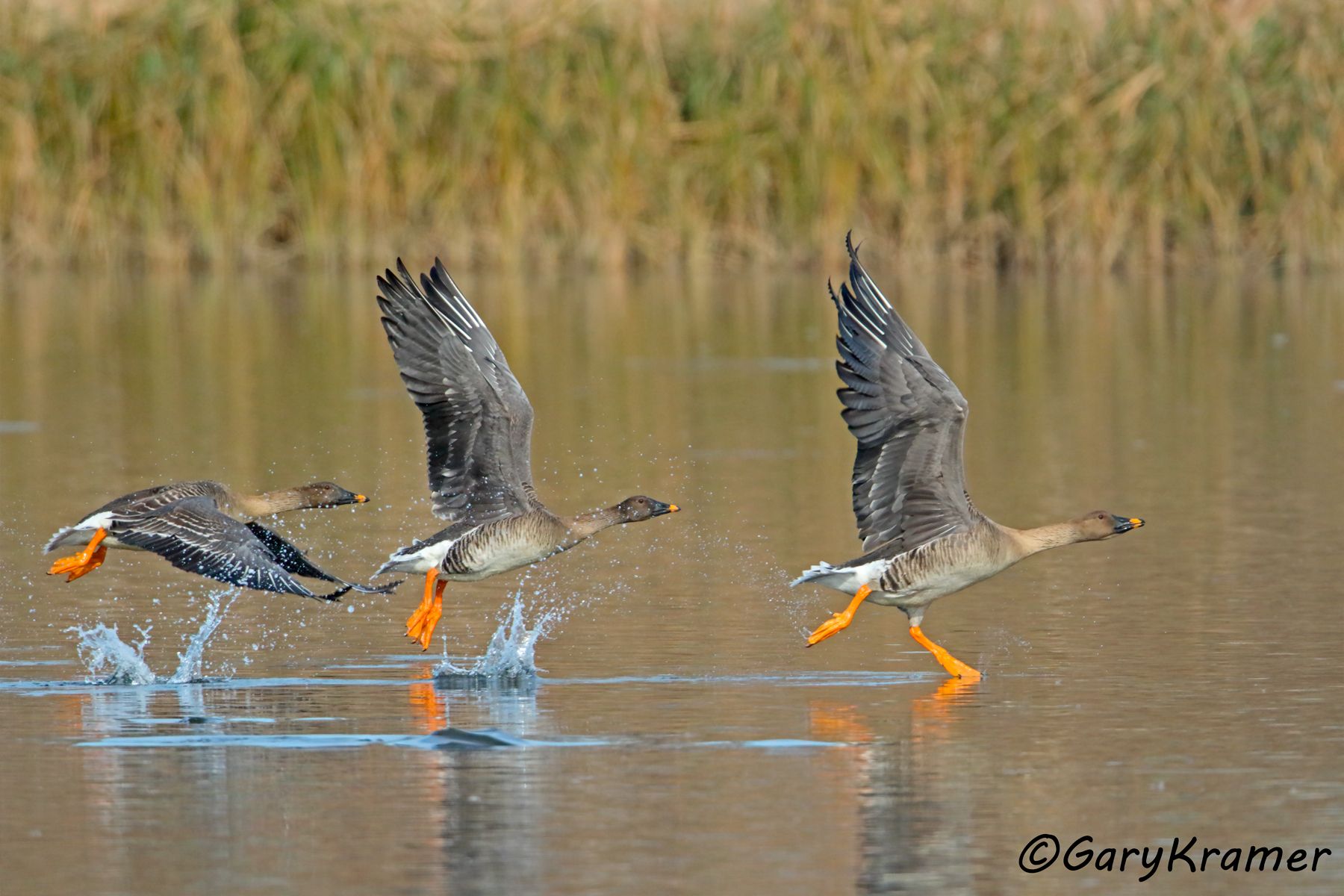Tundra Bean Goose (Anser serrirostris)  Tundra Bean Goose (Anser serrirostris) - EBWGtb#275d