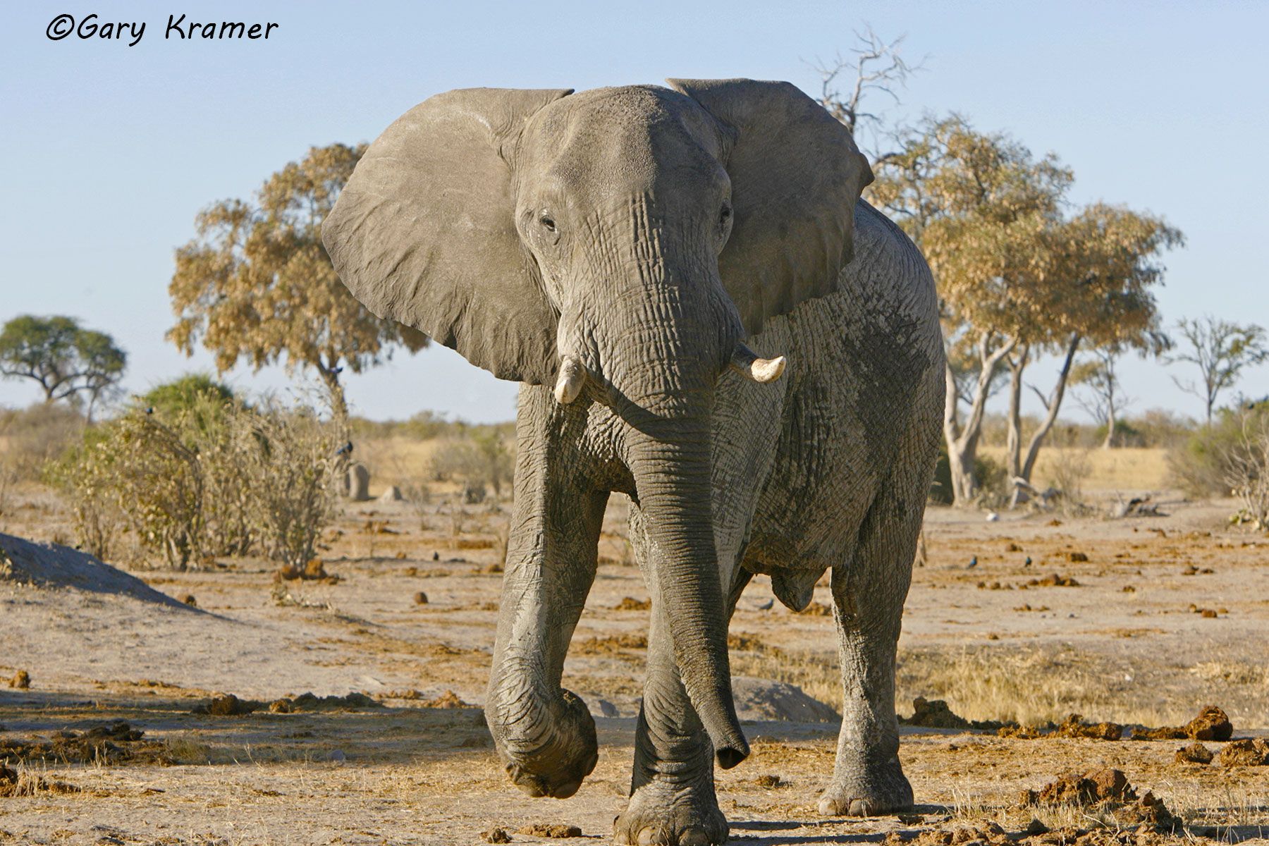 African Elephant (Loxodonta africana) African Elephant (Loxodonta africana) - AME#502d.jpg