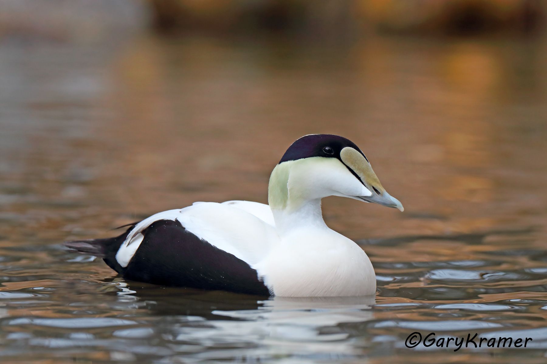 Common Eider (American) (Somateria mollissima) Common Eider (American)  (Somateria mollissima) - NBWE#238d